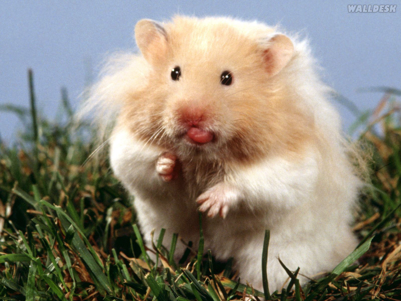 Teddy Bear Hamster Dwarf Hamster , HD Wallpaper & Backgrounds