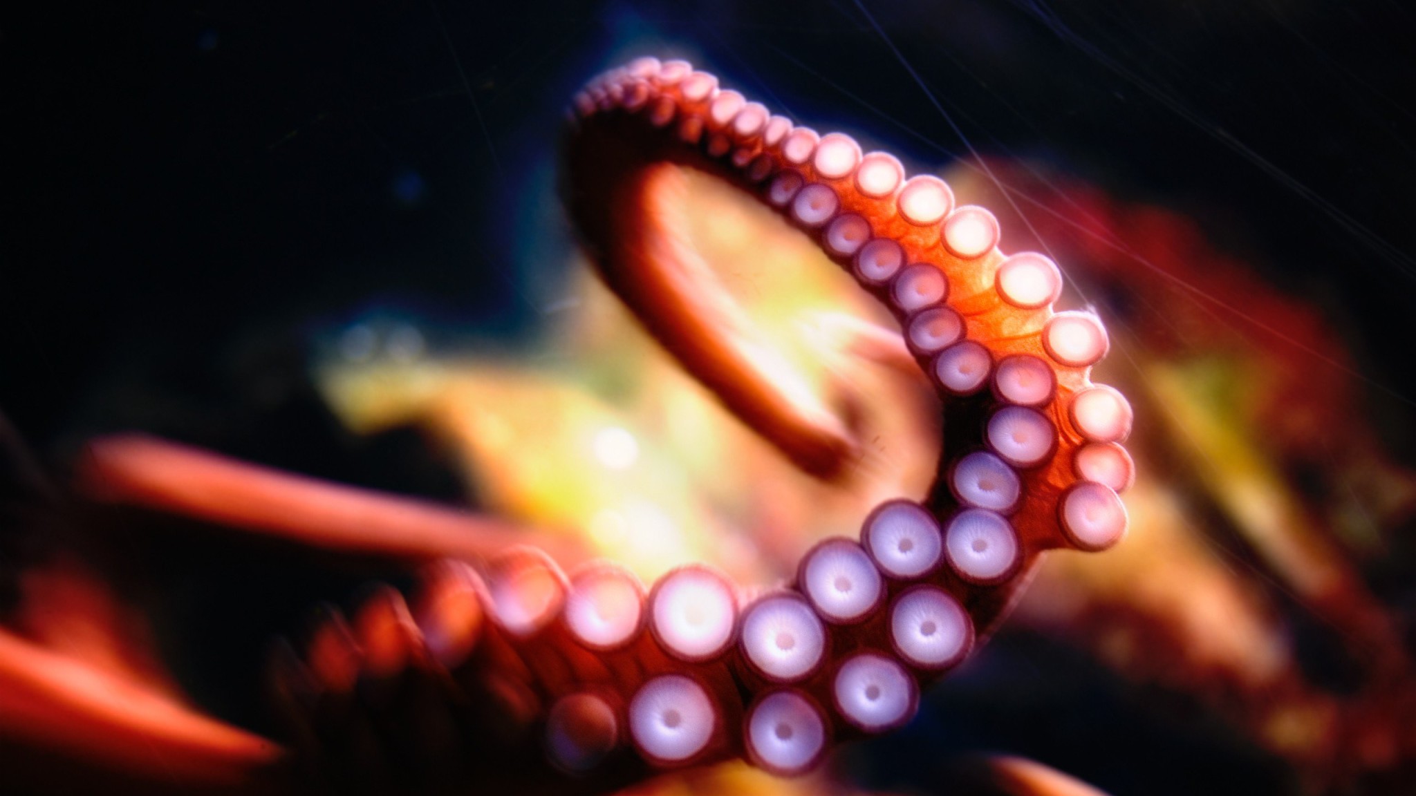Octopus Wallpaper Iphone 6 , HD Wallpaper & Backgrounds