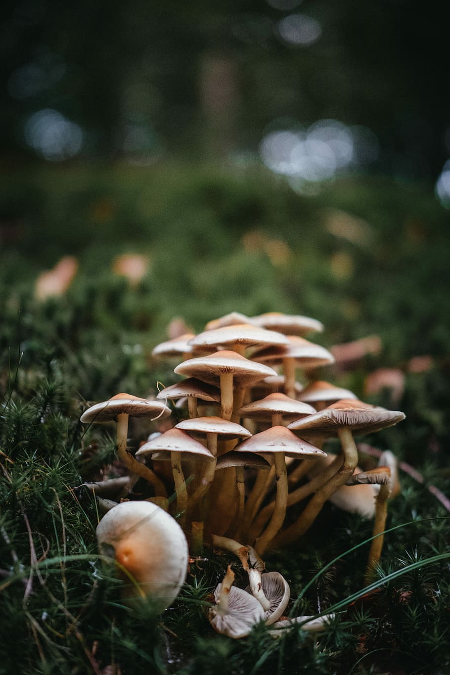 Depth Of Field Photography Of Mushrooms, Brown Mushrooms, - Landscape Photographs Using Bokeh , HD Wallpaper & Backgrounds