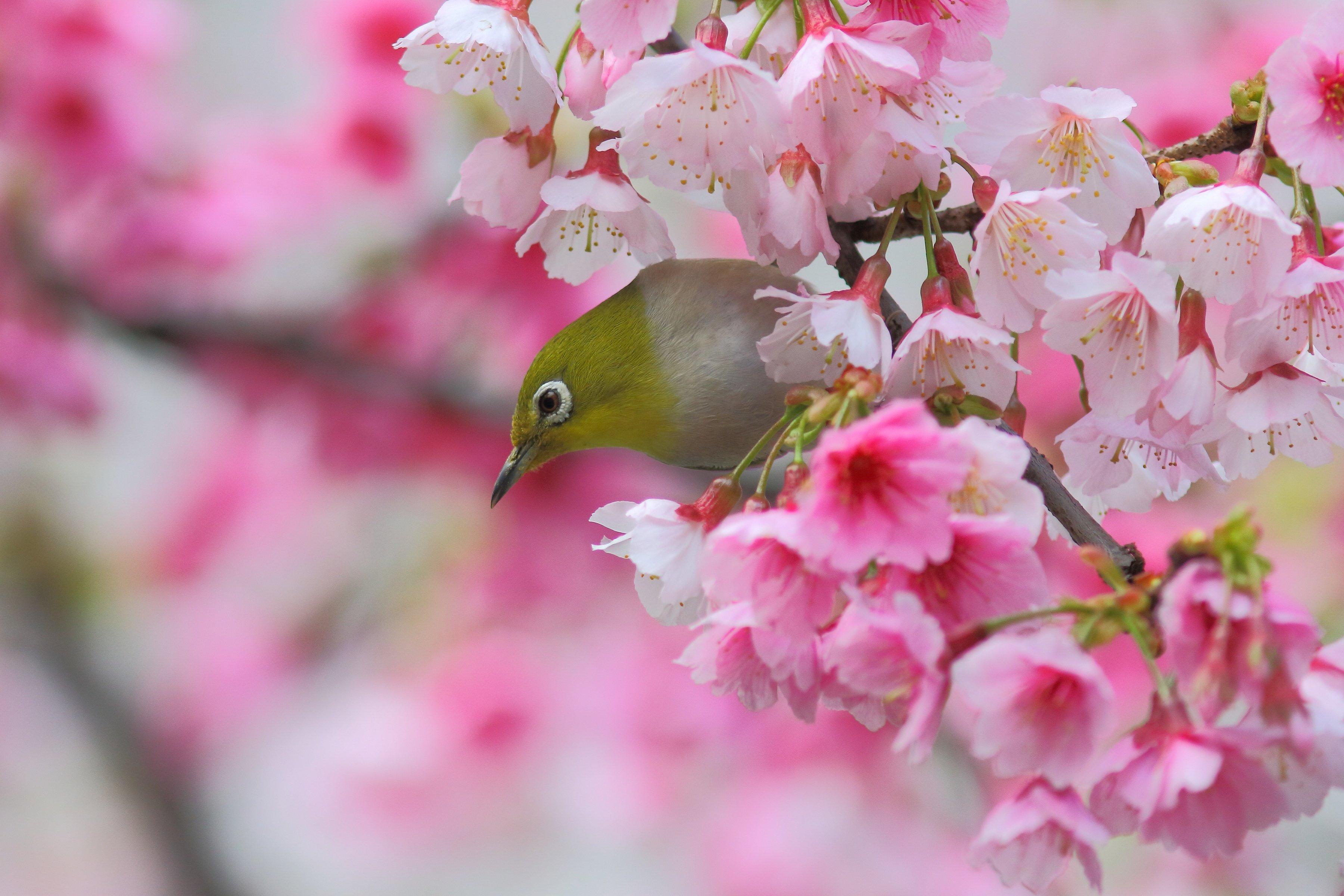Bird On Blossom Branch , HD Wallpaper & Backgrounds