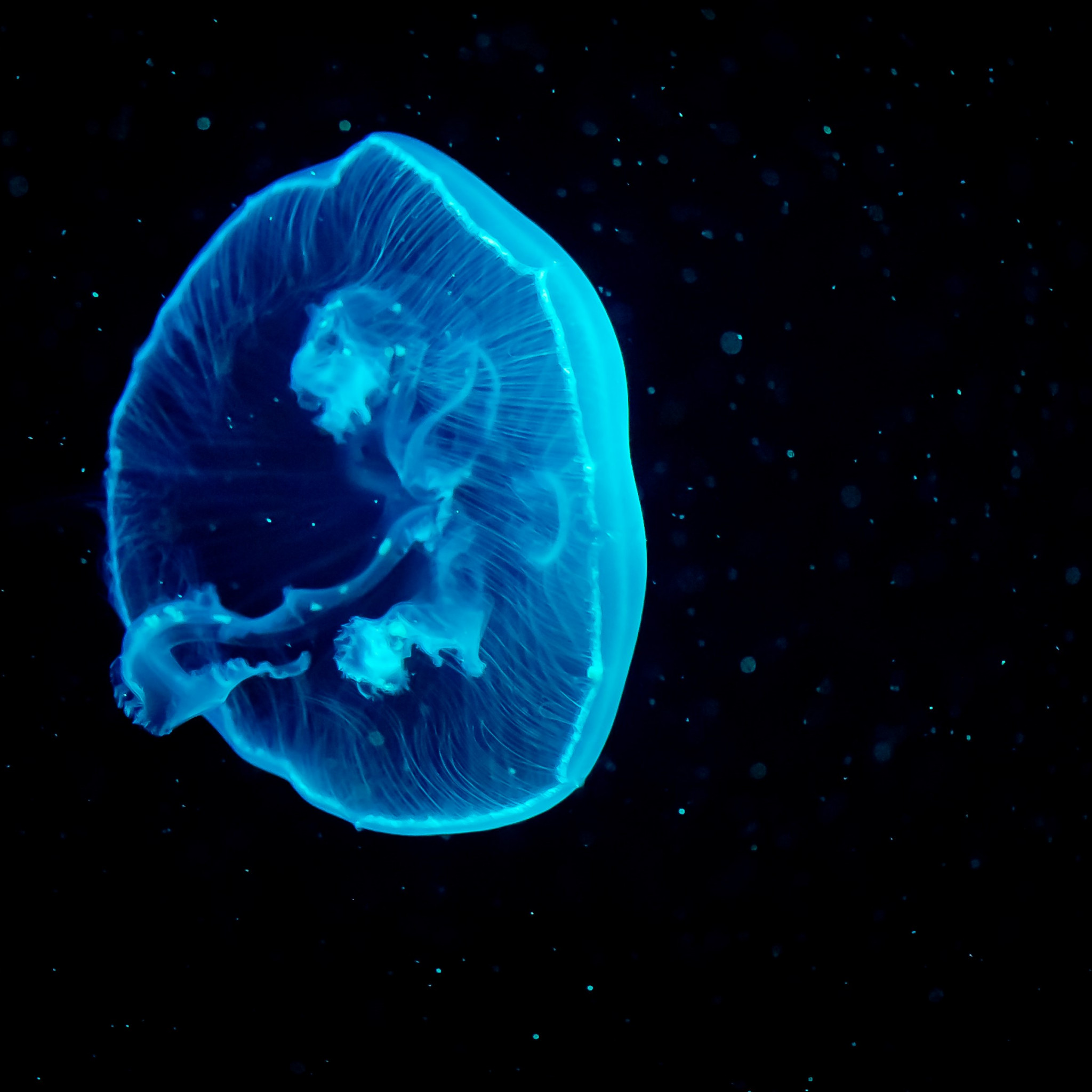Blue Jellyfish Wallpaper - Jellyfish Wallpaper Black Background , HD Wallpaper & Backgrounds