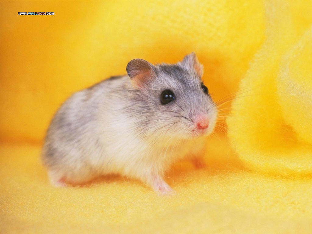 Loveable Little Creatures - Baby Pet Cute Hamsters , HD Wallpaper & Backgrounds