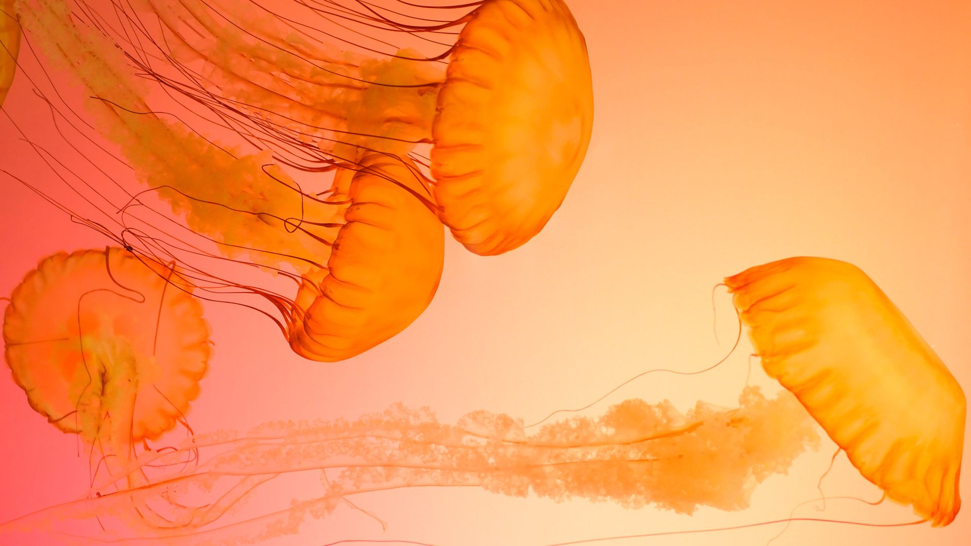 Orange Jellyfish Wallpaper - Paragliding , HD Wallpaper & Backgrounds