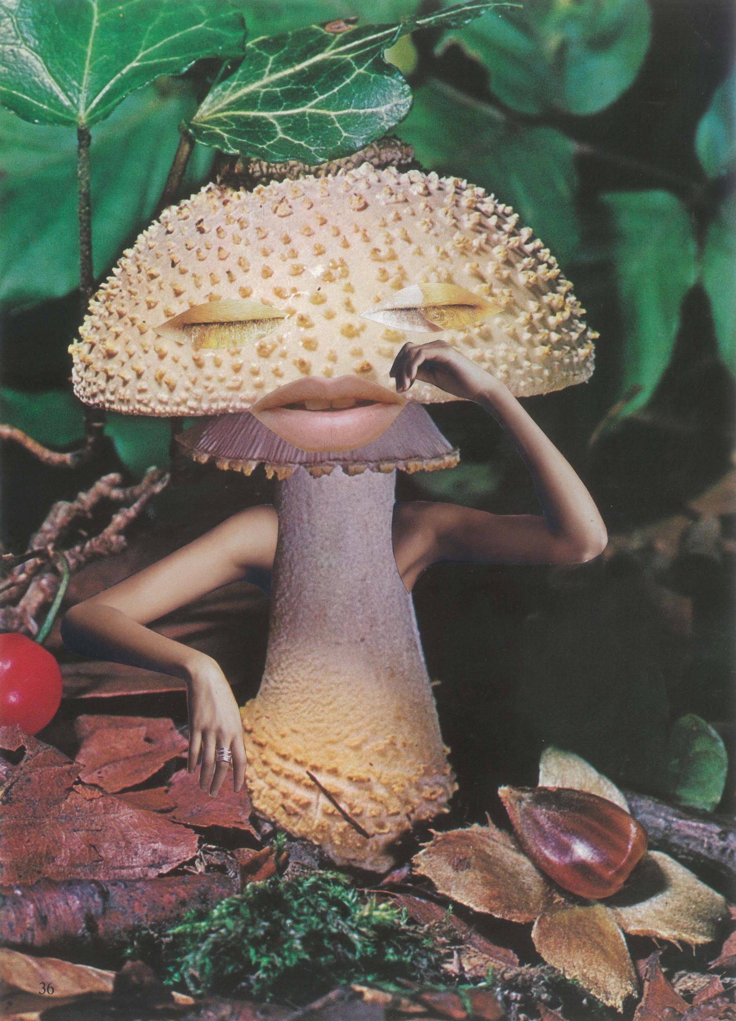 Seana Gavin, ‘mindful Mushroom’, Courtesy Of The Artist - Mushrooms The Art Design And Future Of Fungi , HD Wallpaper & Backgrounds