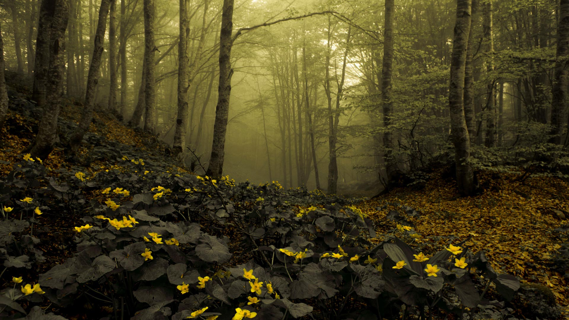 Forest With Yellow Flowers Hd , HD Wallpaper & Backgrounds