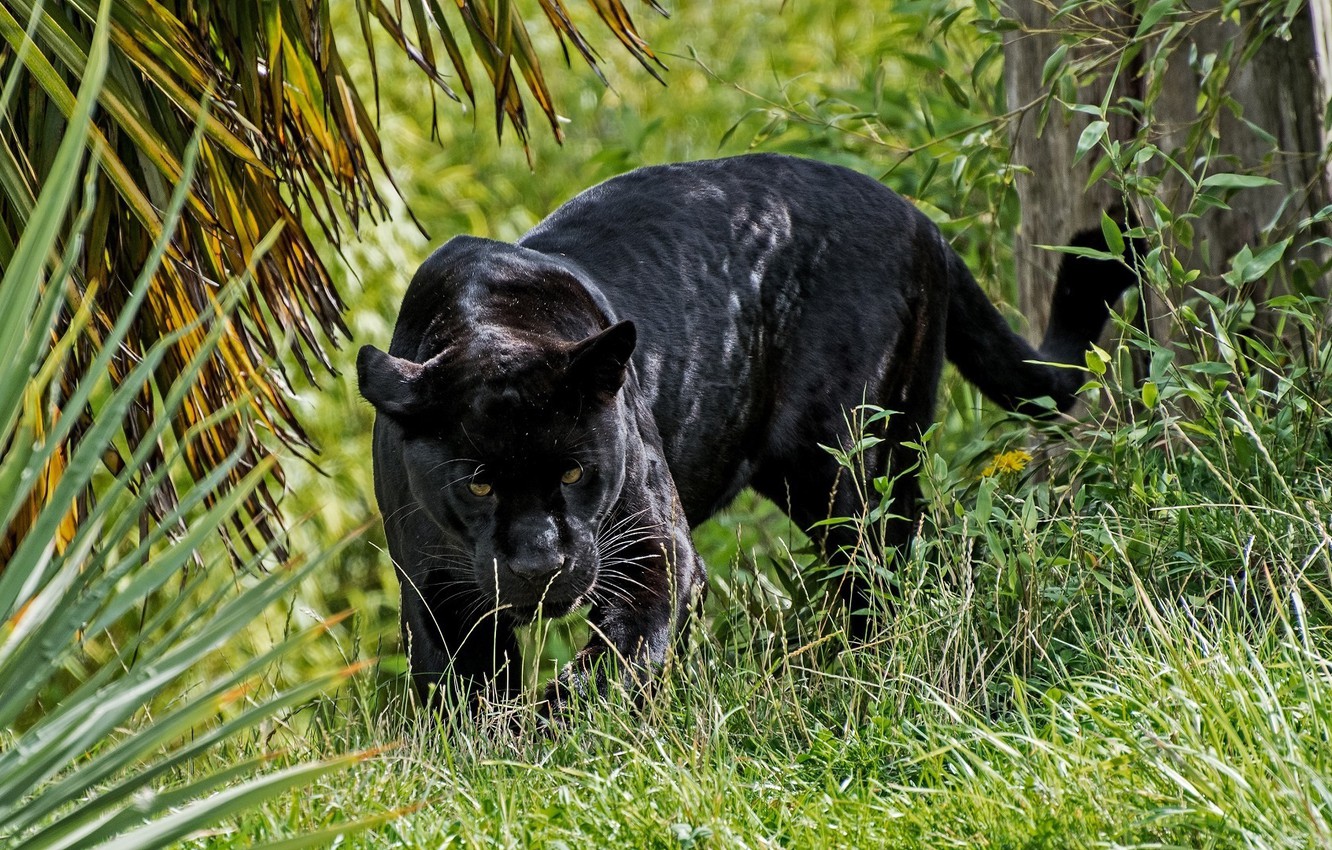 Photo Wallpaper Predator, Panther, Wild Cat, Looks, - Black Panther , HD Wallpaper & Backgrounds
