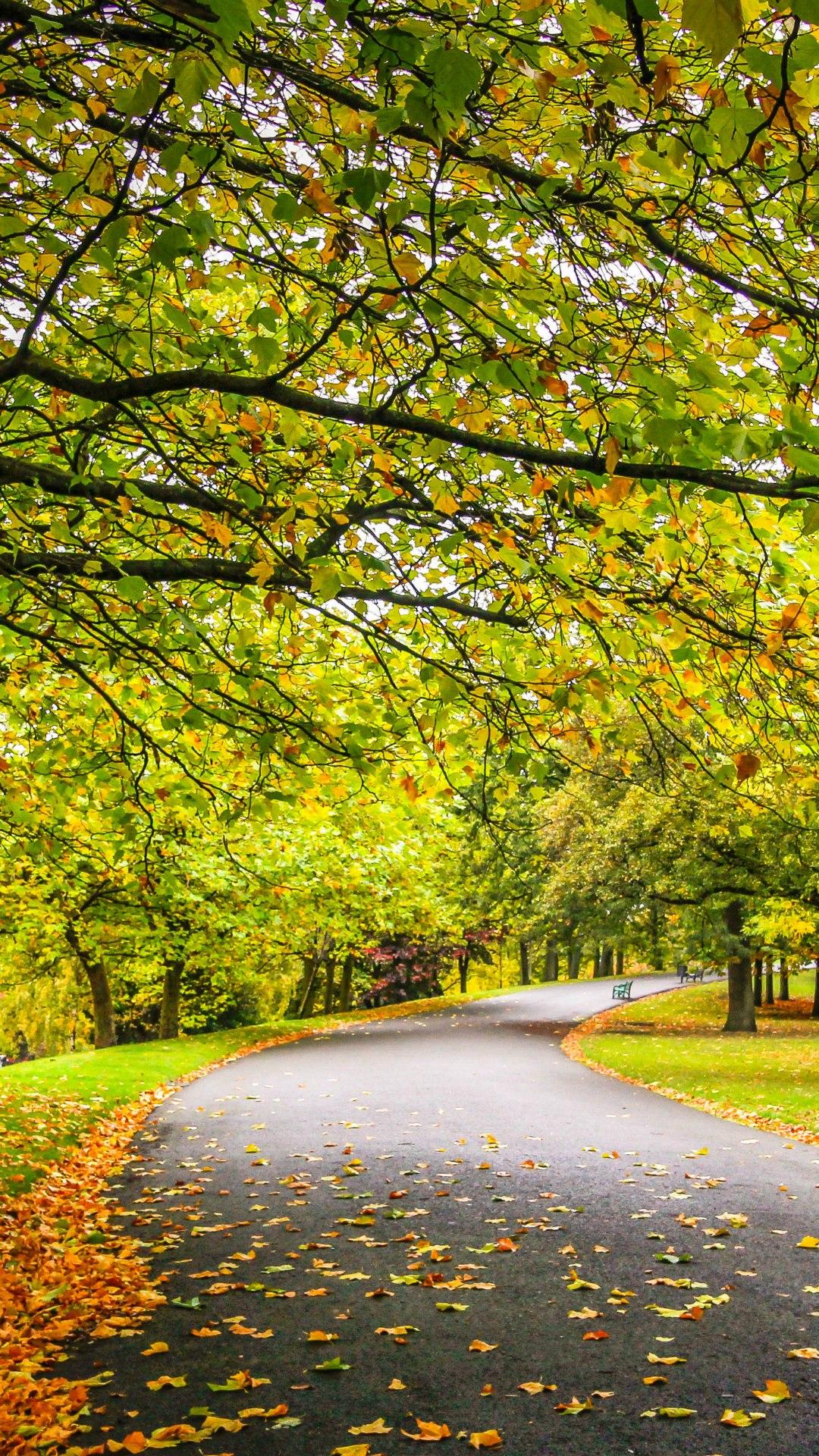 Park Autumn Leaves Road Trees - Park Road Hd , HD Wallpaper & Backgrounds