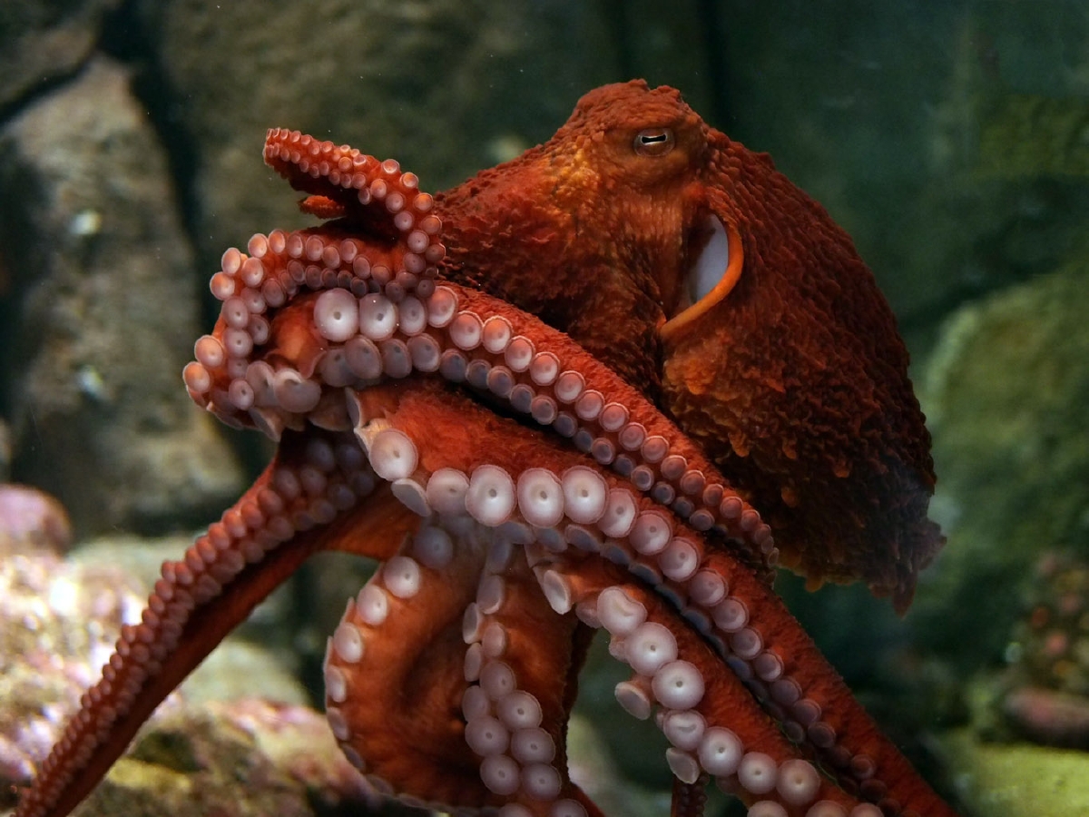 Giant Octopus , HD Wallpaper & Backgrounds