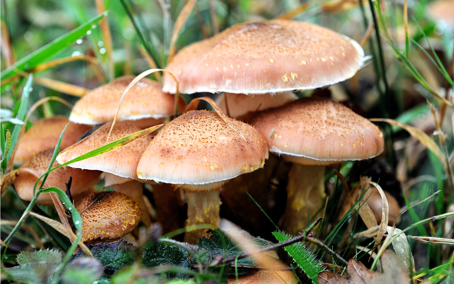 Army Of Mushroom Wallpaper - Wild Mushrooms In Bangladesh , HD Wallpaper & Backgrounds