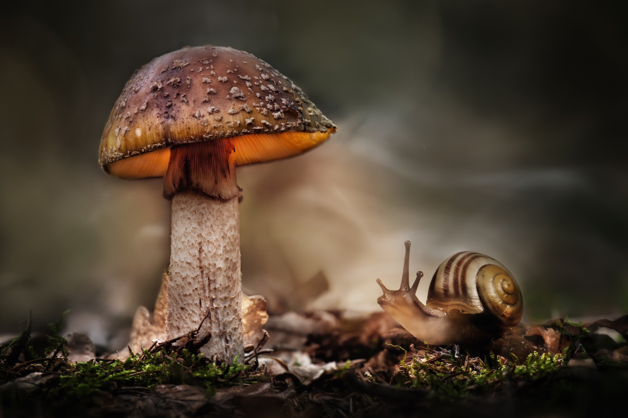 #hdr, #macro, #mushroom, #snail, Wallpaper - Musibah Melanda , HD Wallpaper & Backgrounds