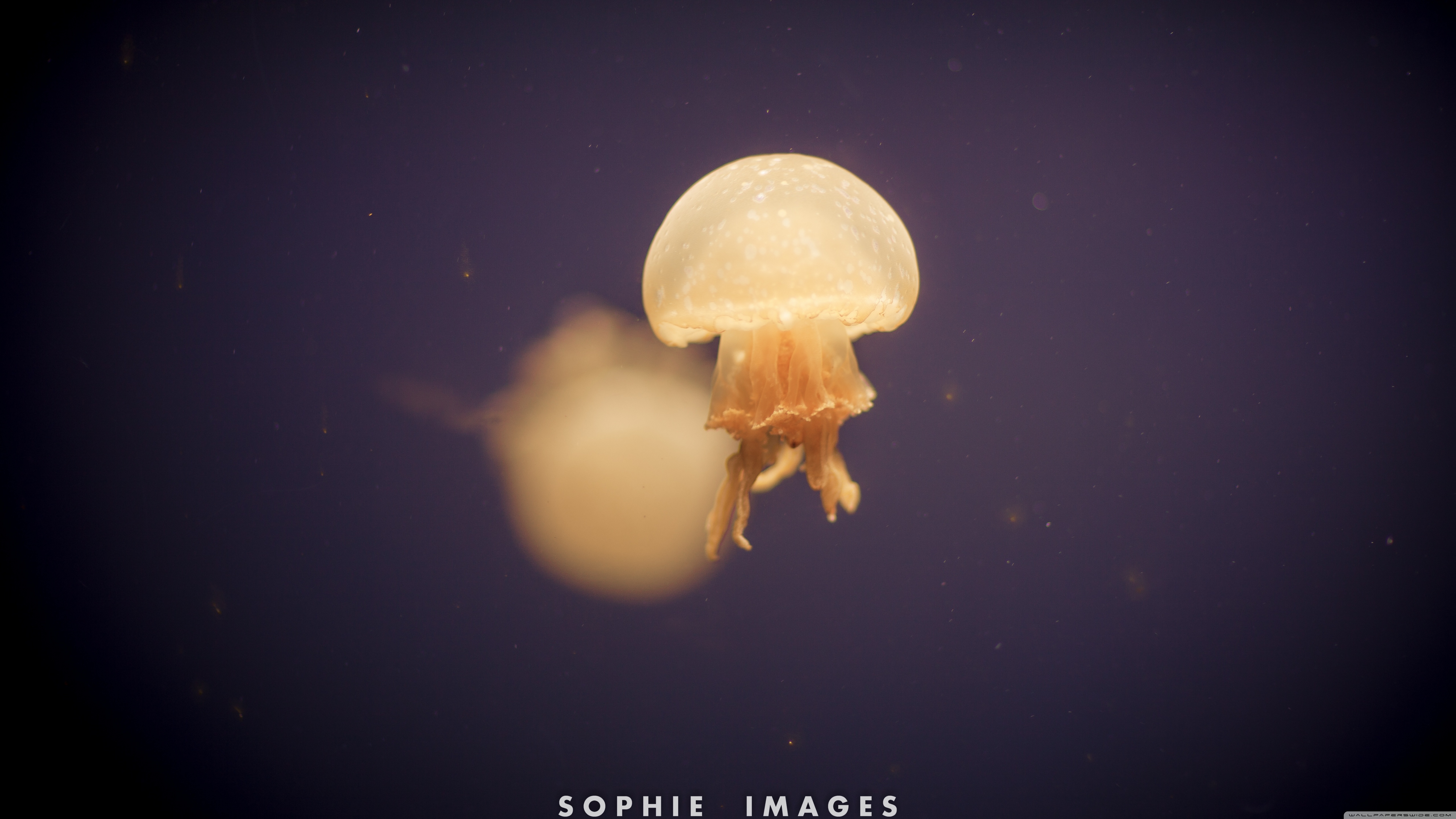 Jellyfish , HD Wallpaper & Backgrounds