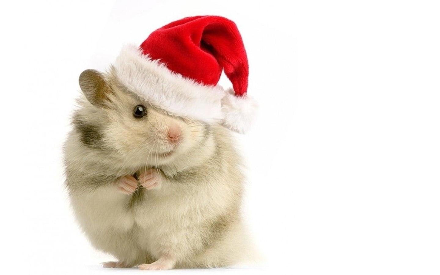 Hamster With Christmas Hat , HD Wallpaper & Backgrounds
