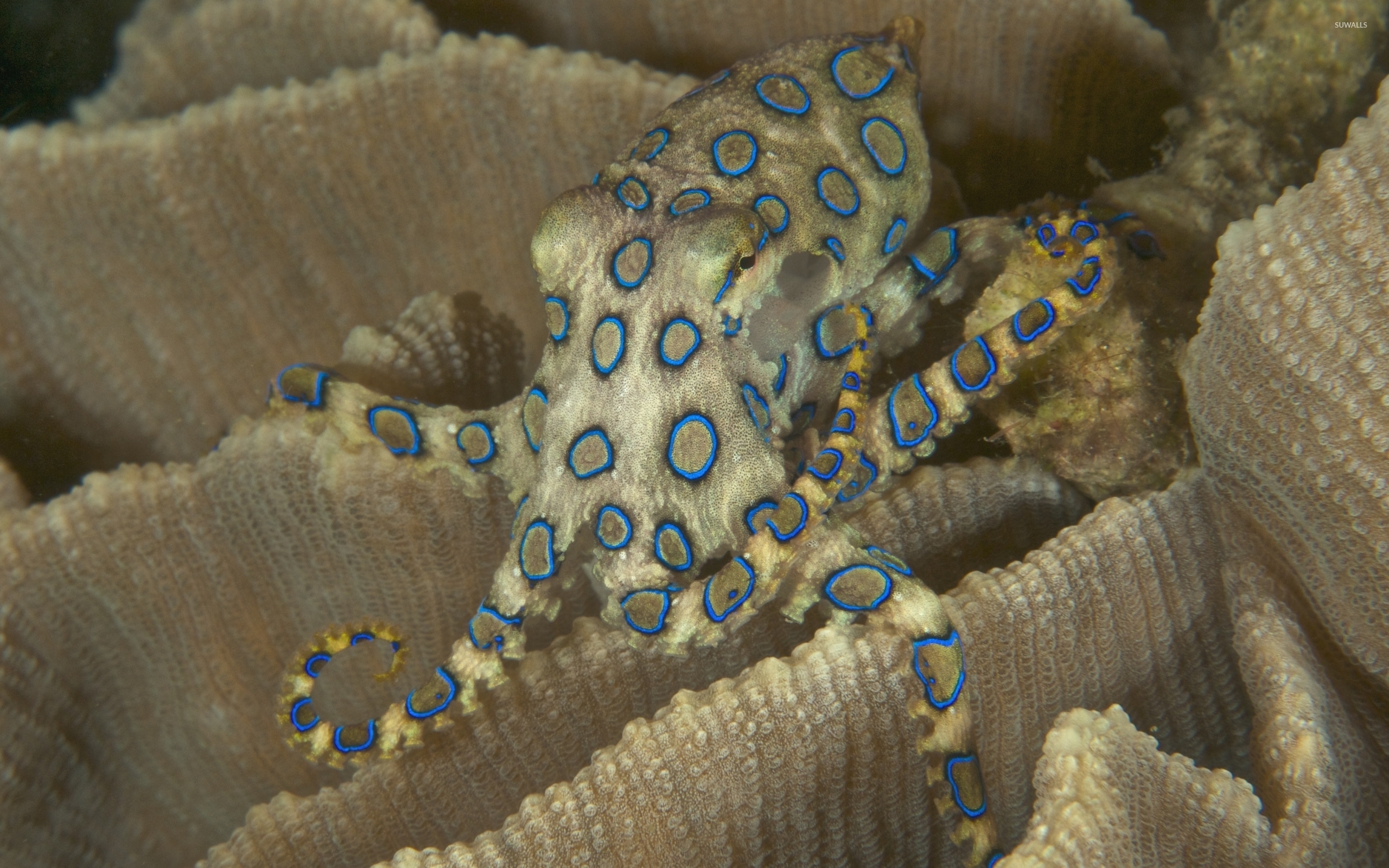 Blue Ringed Octopus , HD Wallpaper & Backgrounds