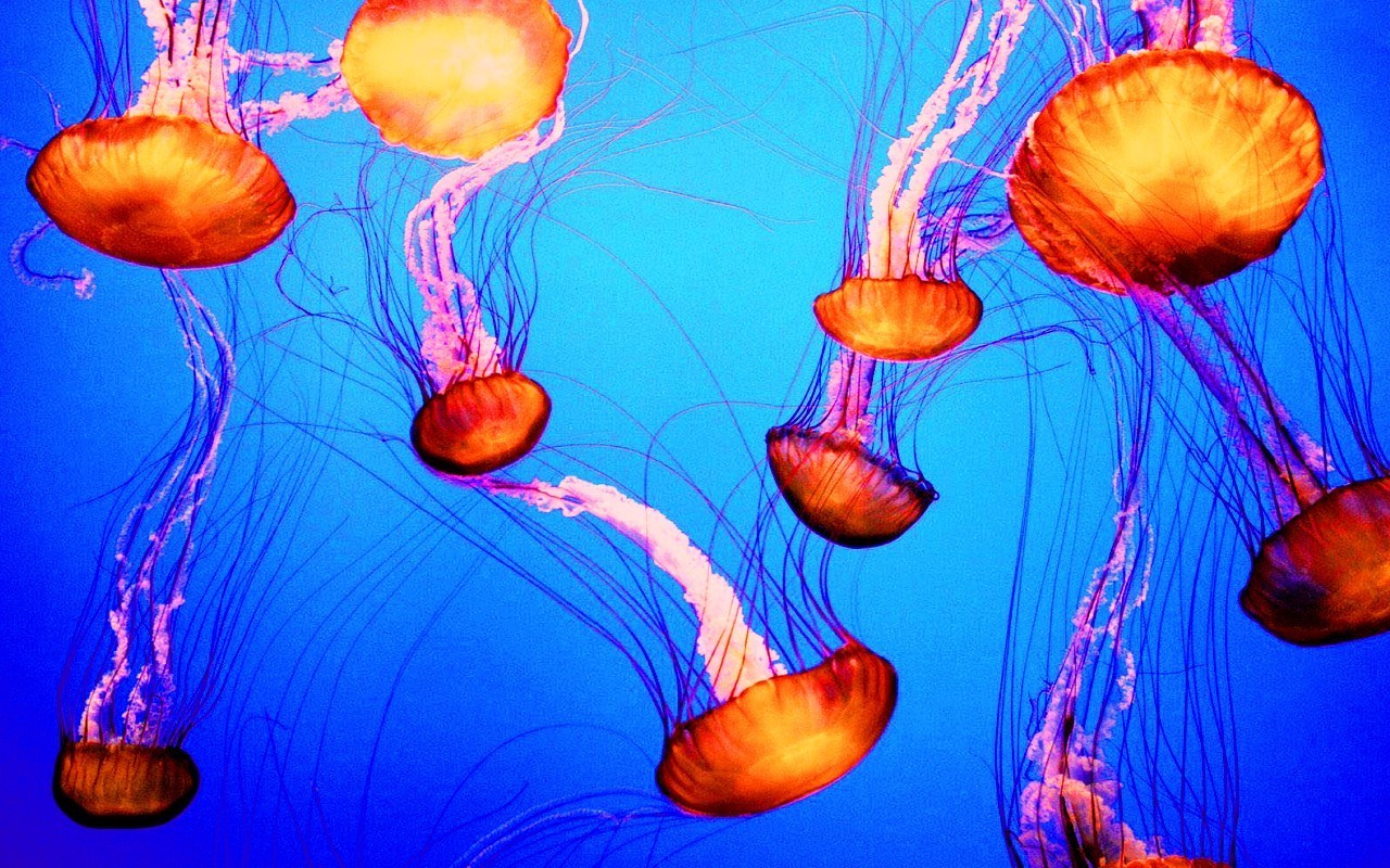 Stock ~ Jellyfish - Jellyfish Desktop Background High Resolution , HD Wallpaper & Backgrounds