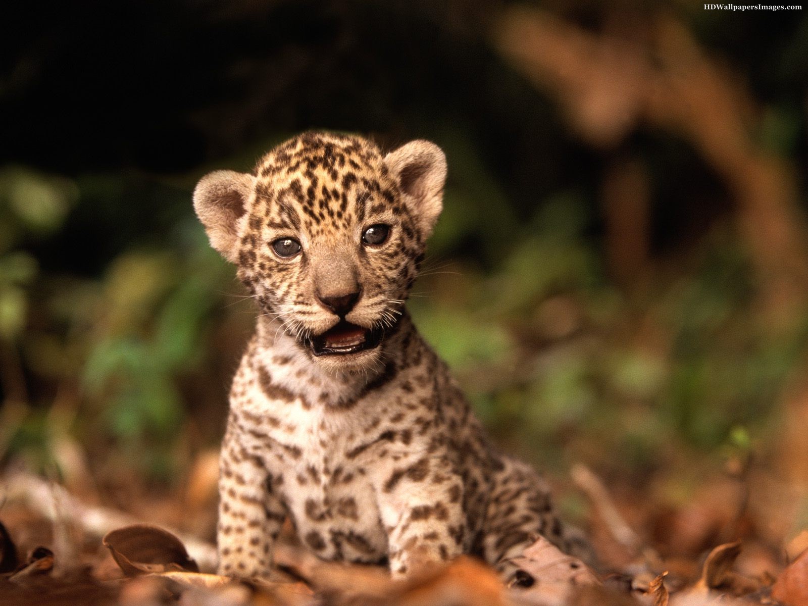 Baby Jaguar , HD Wallpaper & Backgrounds