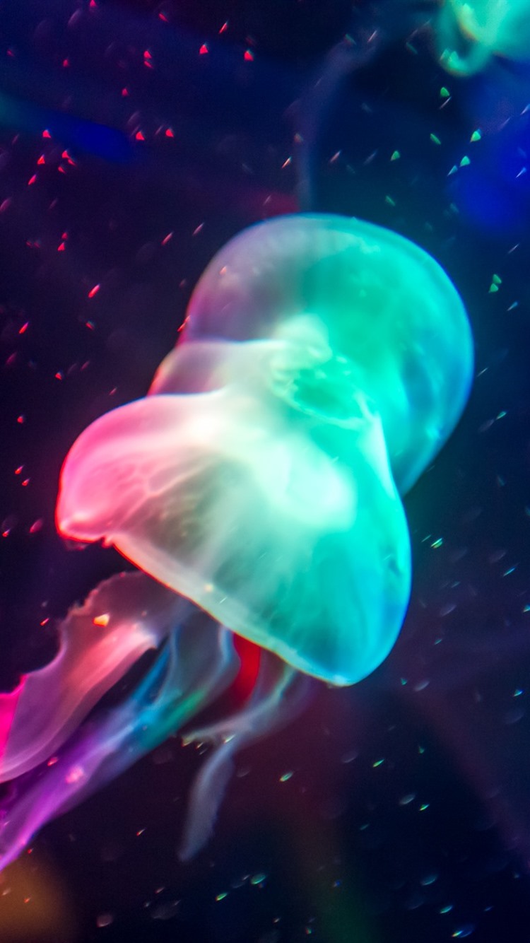 Iphone 8 Jellyfish , HD Wallpaper & Backgrounds