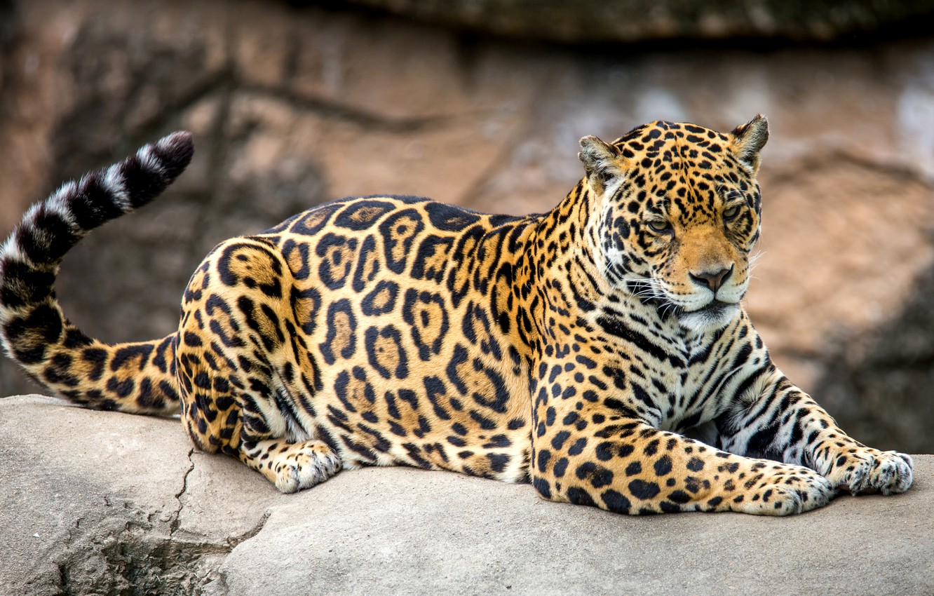 Photo Wallpaper Predator, Spot, Tail, Jaguar - Jaguar With Tail , HD Wallpaper & Backgrounds