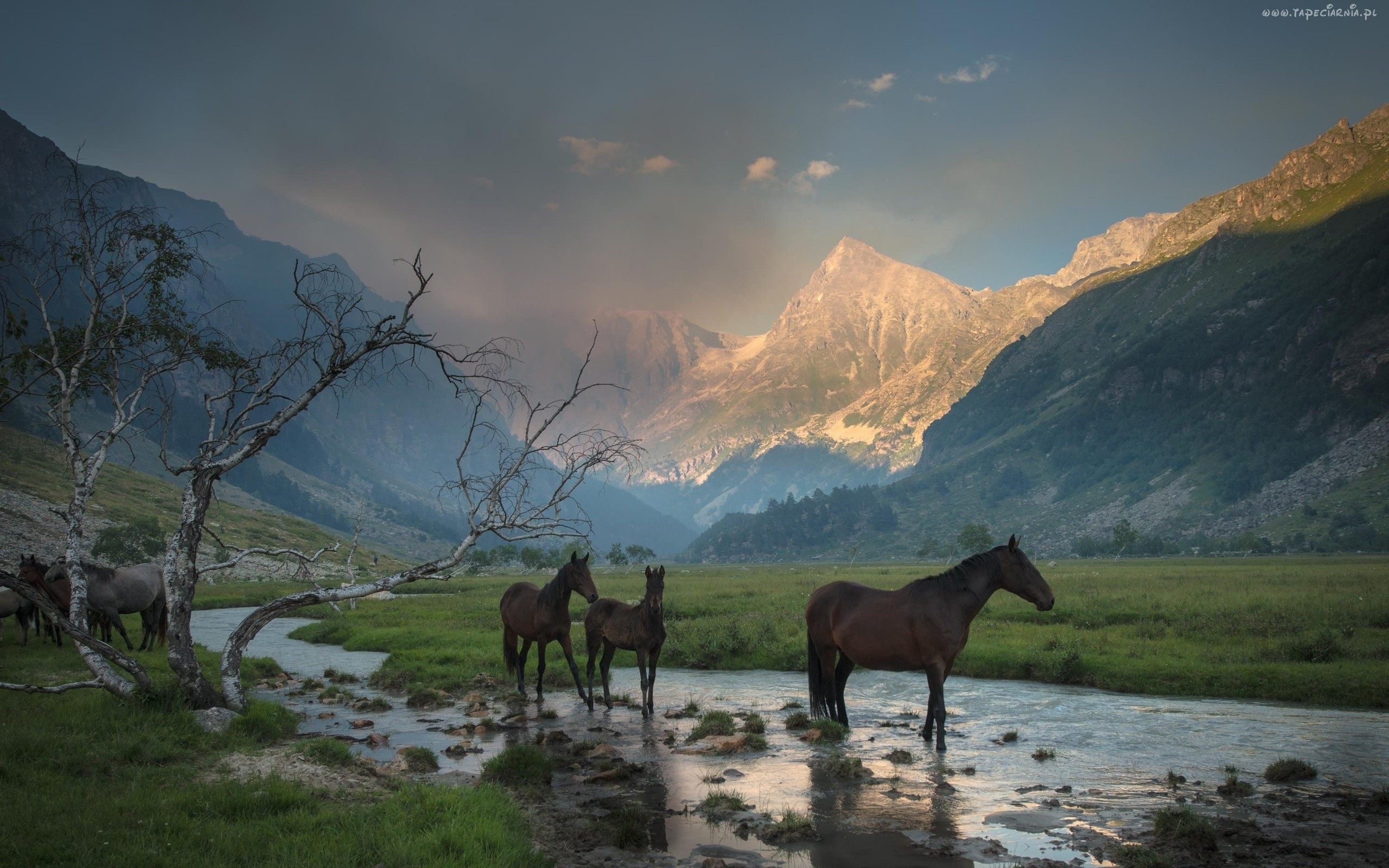 Beautiful Landscape With Horse , HD Wallpaper & Backgrounds