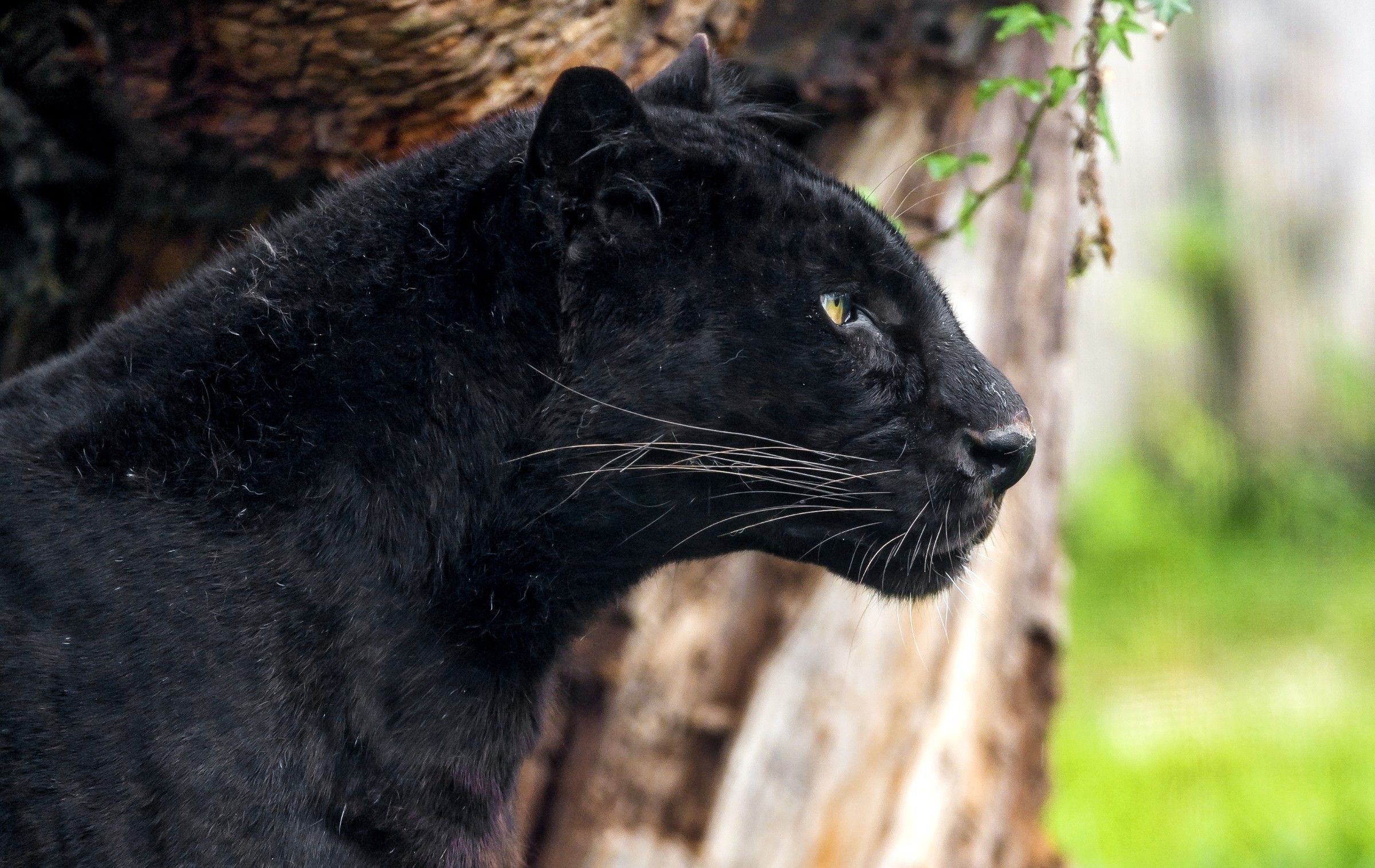 Black Panther 2k Animal , HD Wallpaper & Backgrounds