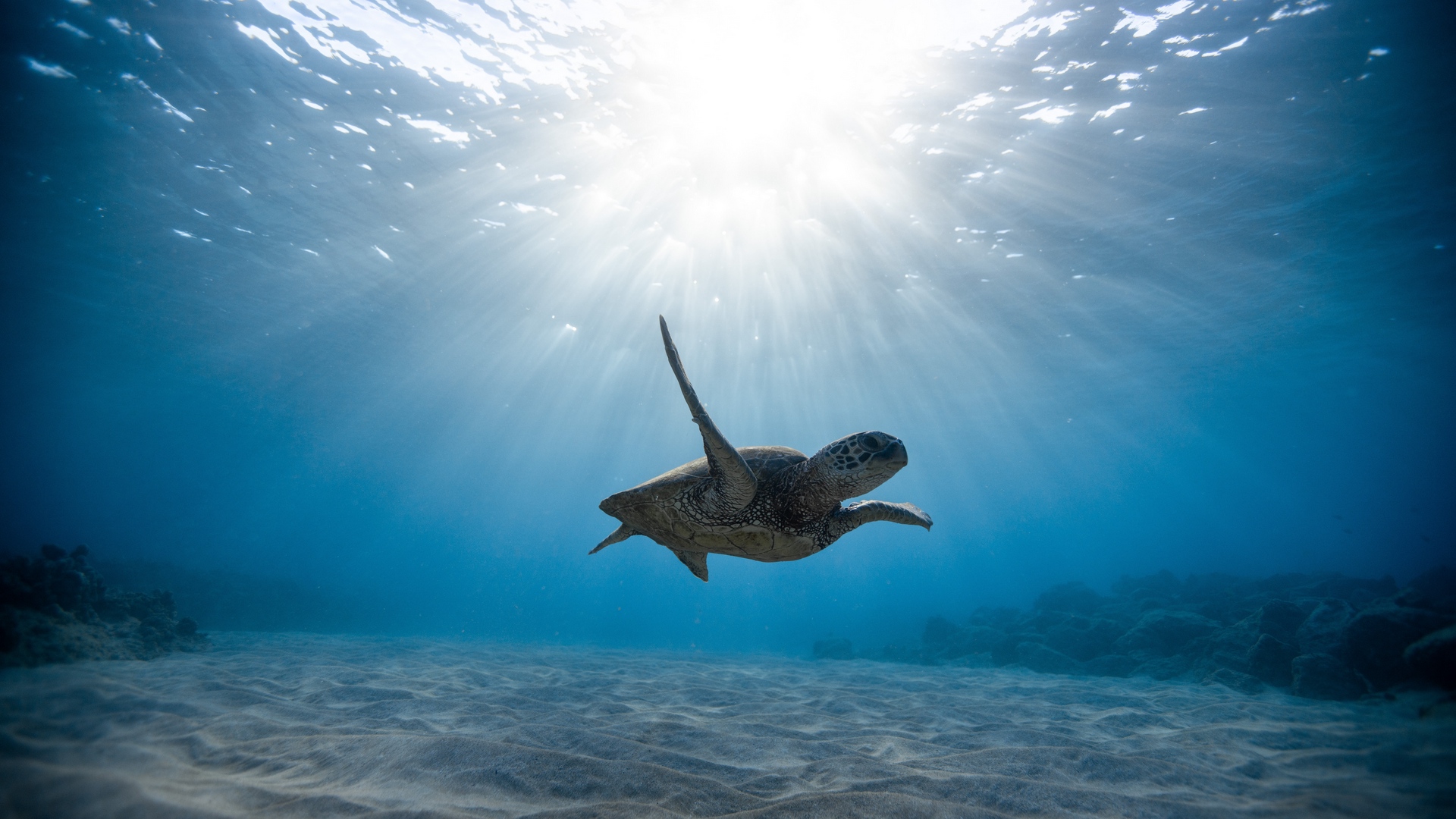 Download Wallpaper Skull, Sea Turtle, Underwater World, Swim