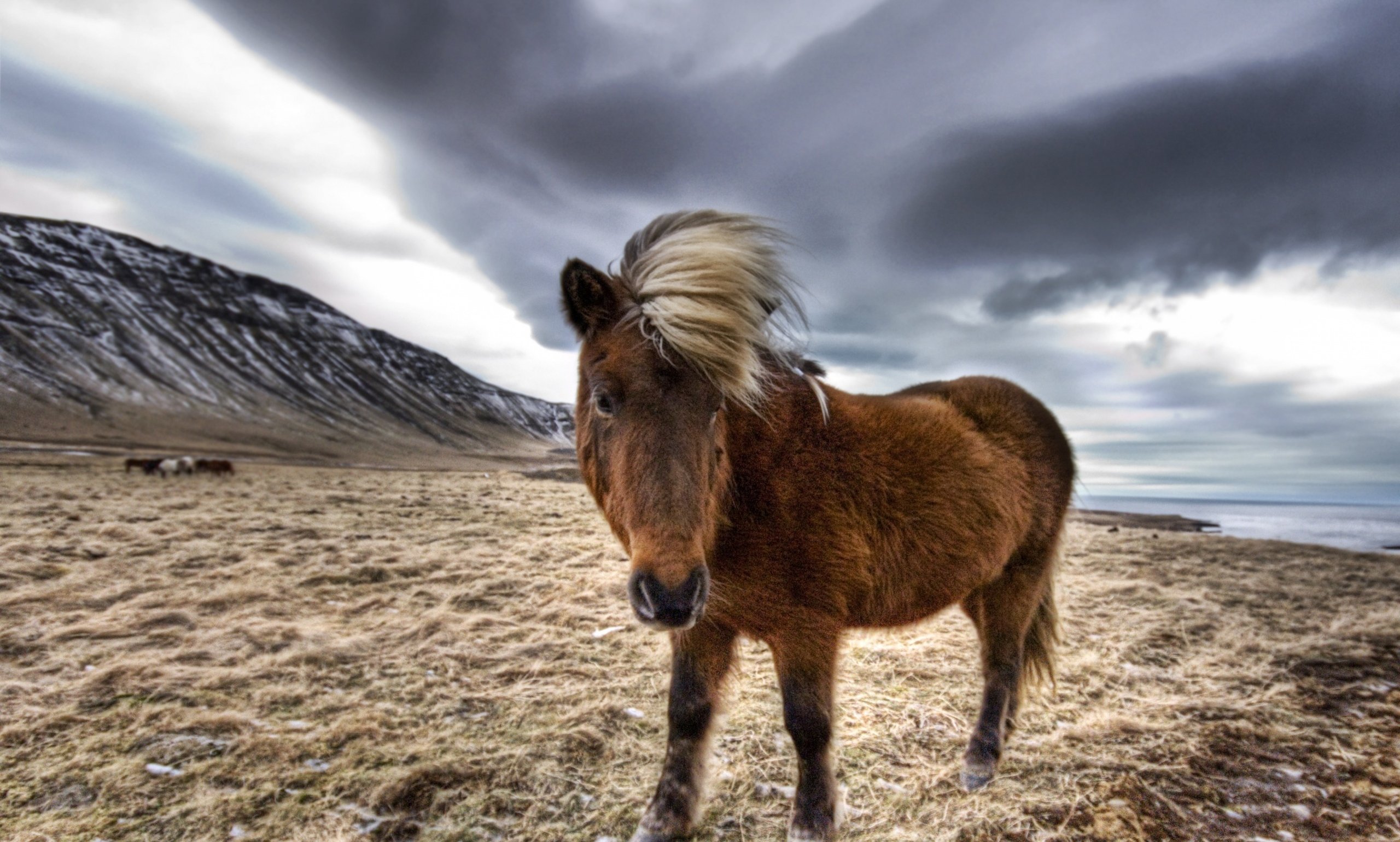 Beautiful Horse In Iceland Wallpaper Hd - Icelandic Horse Wallpaper Hd , HD Wallpaper & Backgrounds