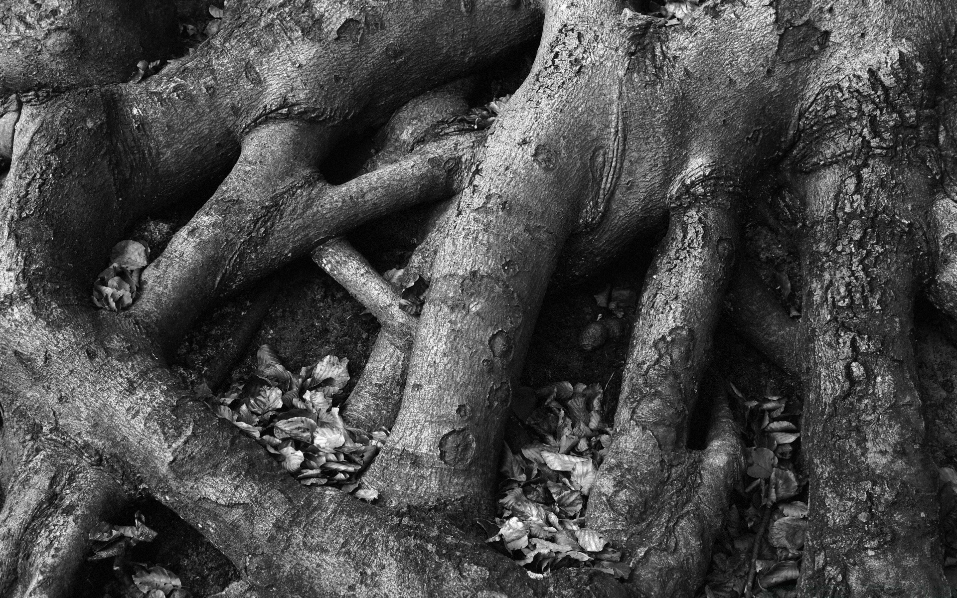 Black And White Tree Old Wood Trunk Root Nature Bark , HD Wallpaper & Backgrounds