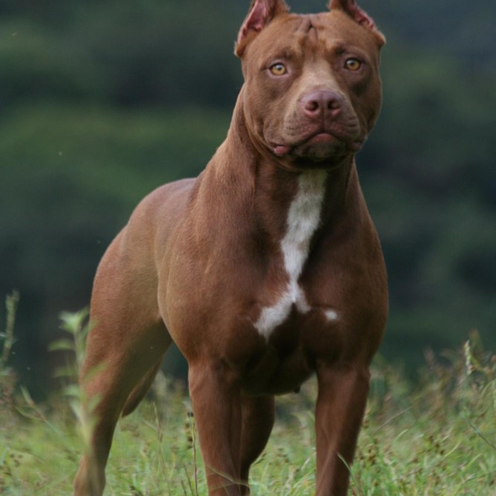 Brown Pit Bull Wallpaper For Ipad - Red Nose Pitbull Americain , HD Wallpaper & Backgrounds