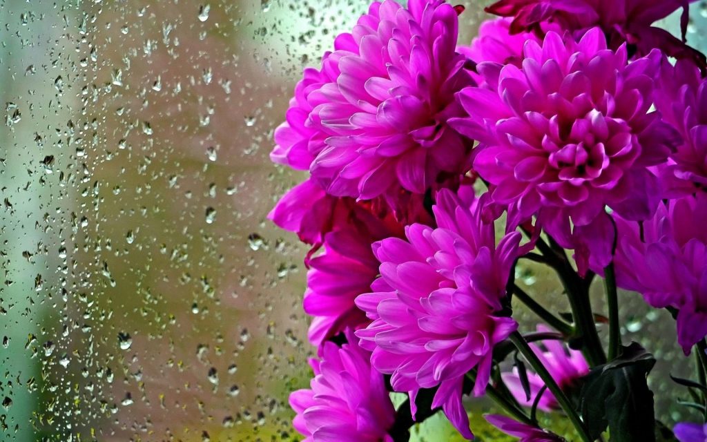 Rainy Day Wallpaper Pic Hwb424633 - Hd Flowers In Rain , HD Wallpaper & Backgrounds