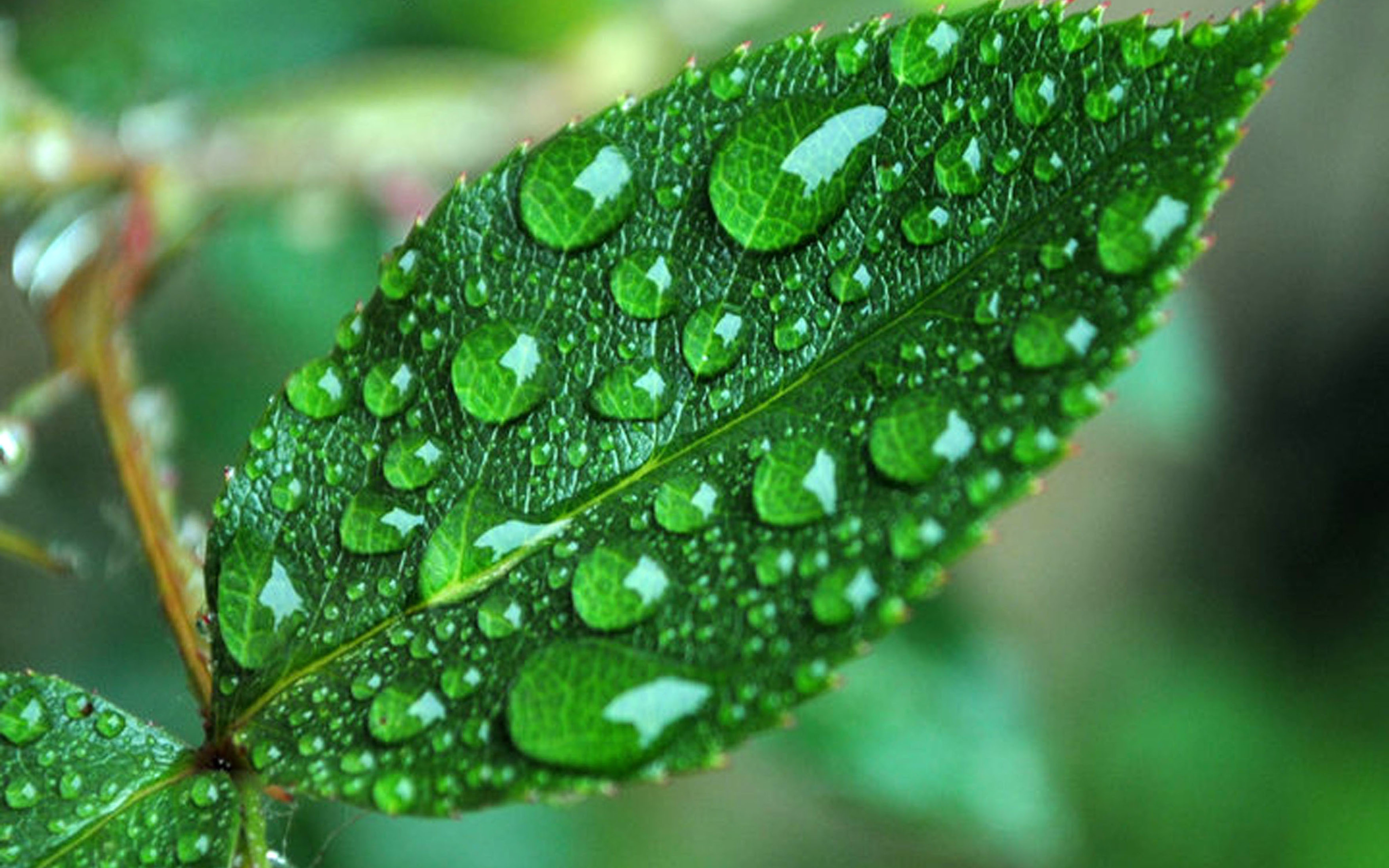 Leaves With Rain , HD Wallpaper & Backgrounds