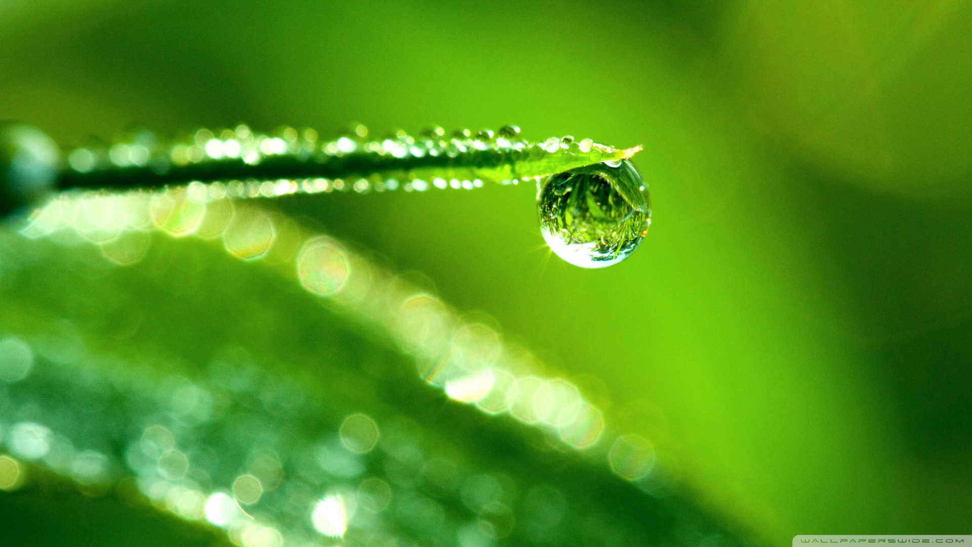 Water Drop Wallpaper Green , HD Wallpaper & Backgrounds