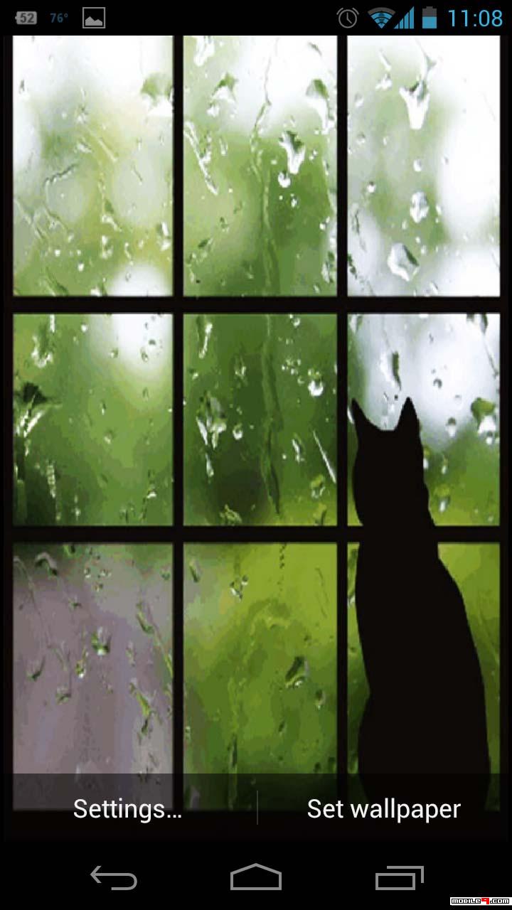 Cat In The Rain , HD Wallpaper & Backgrounds