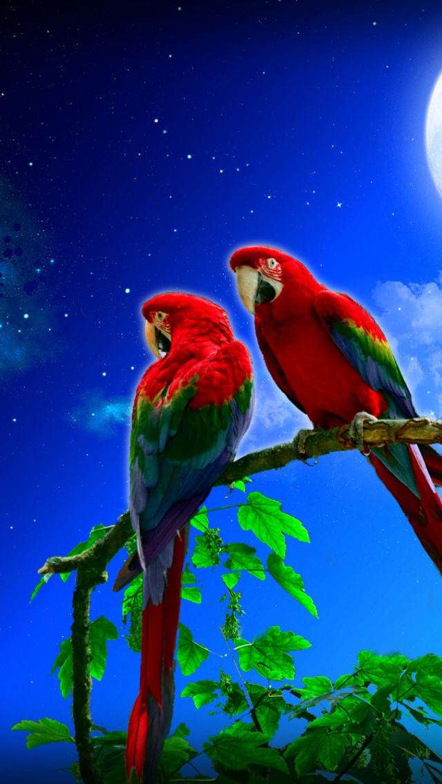 Beautiful Parrot Images Hd (#2592394) - HD Wallpaper & Backgrounds Download