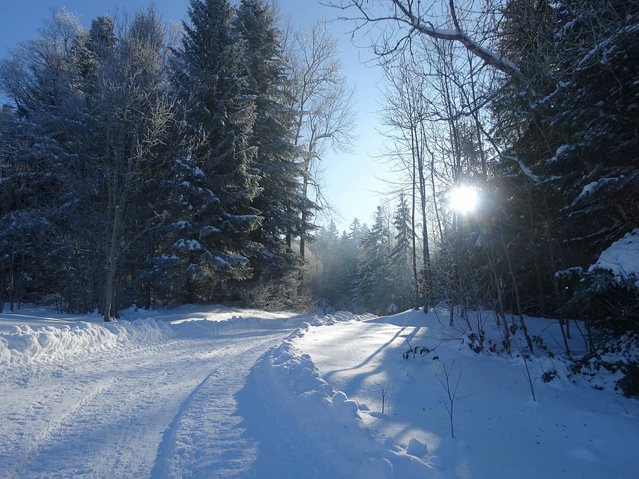 Winter Wonderland, Winter Landscape, Snow Walk, Nature, , HD Wallpaper & Backgrounds