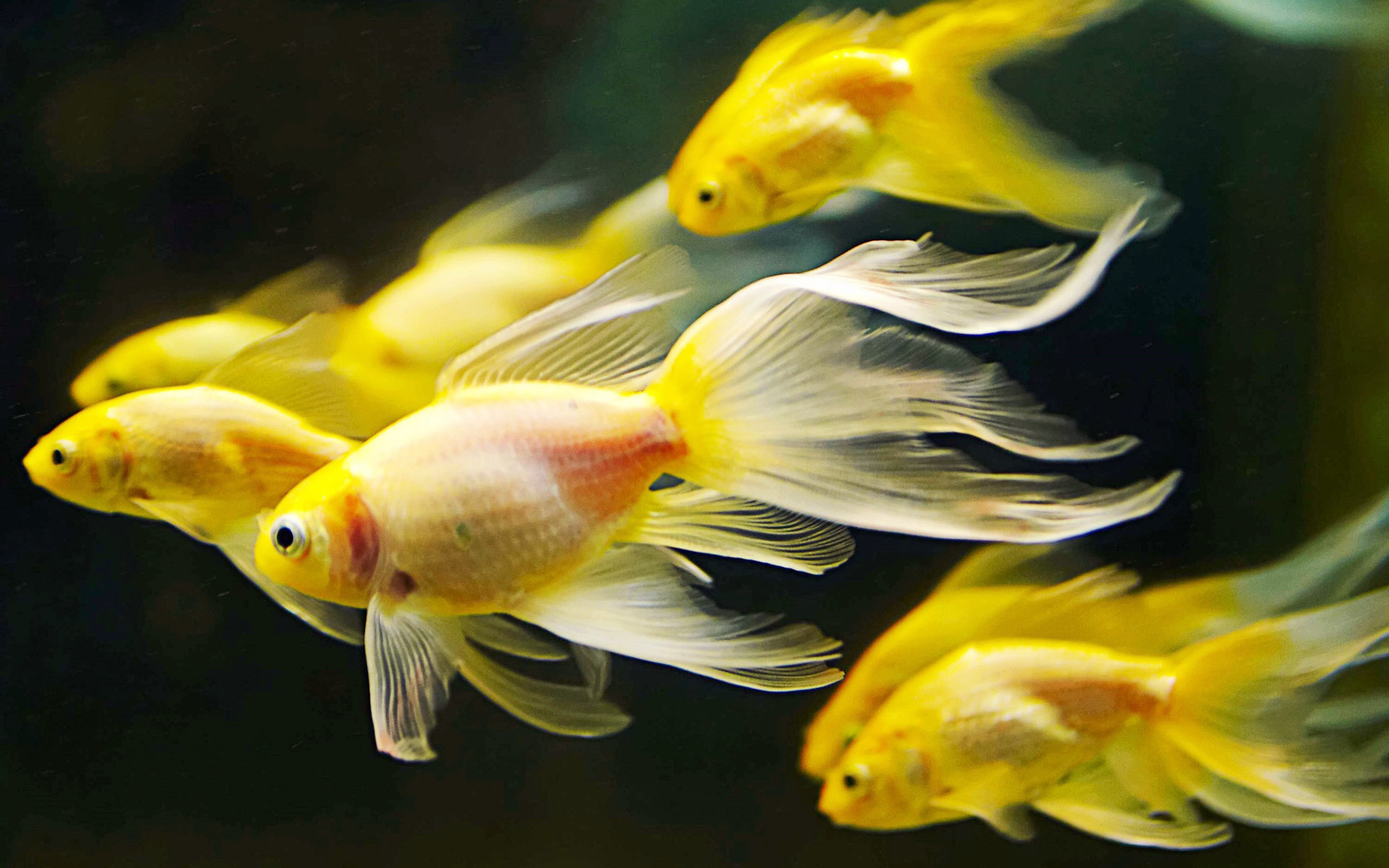 Fish Aquarium - Fish Moving In Water , HD Wallpaper & Backgrounds