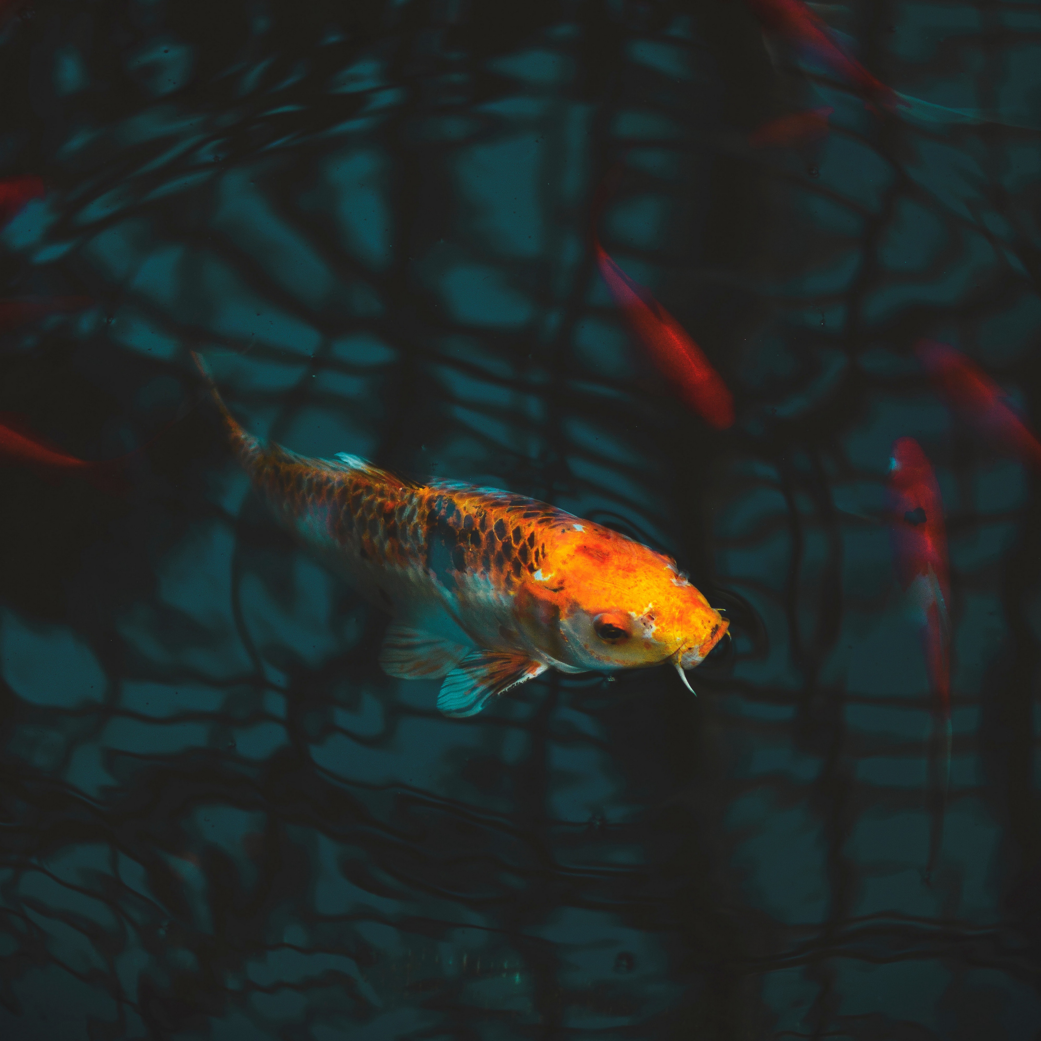 Wallpaper Fish, Carp, Koi, Aquarium - Koi Wallpaper For Ipad , HD Wallpaper & Backgrounds