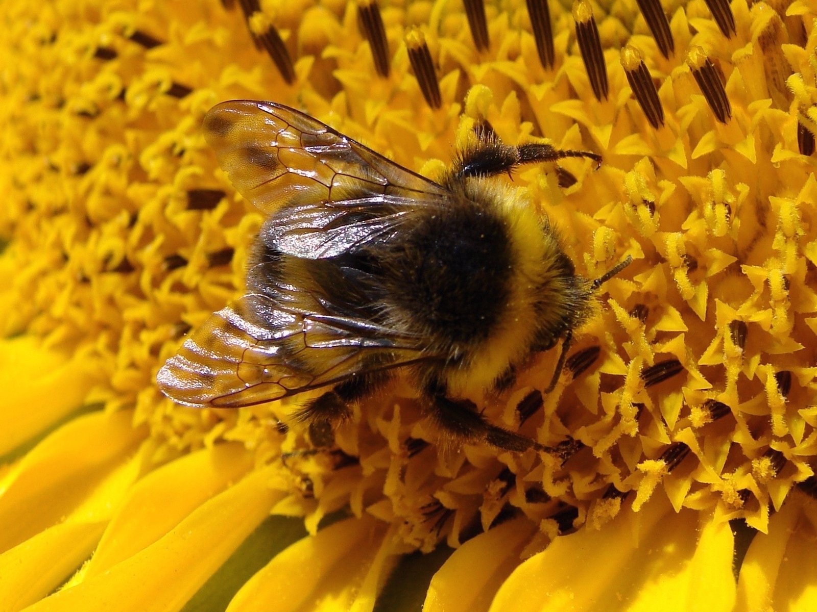Bumblebee , HD Wallpaper & Backgrounds