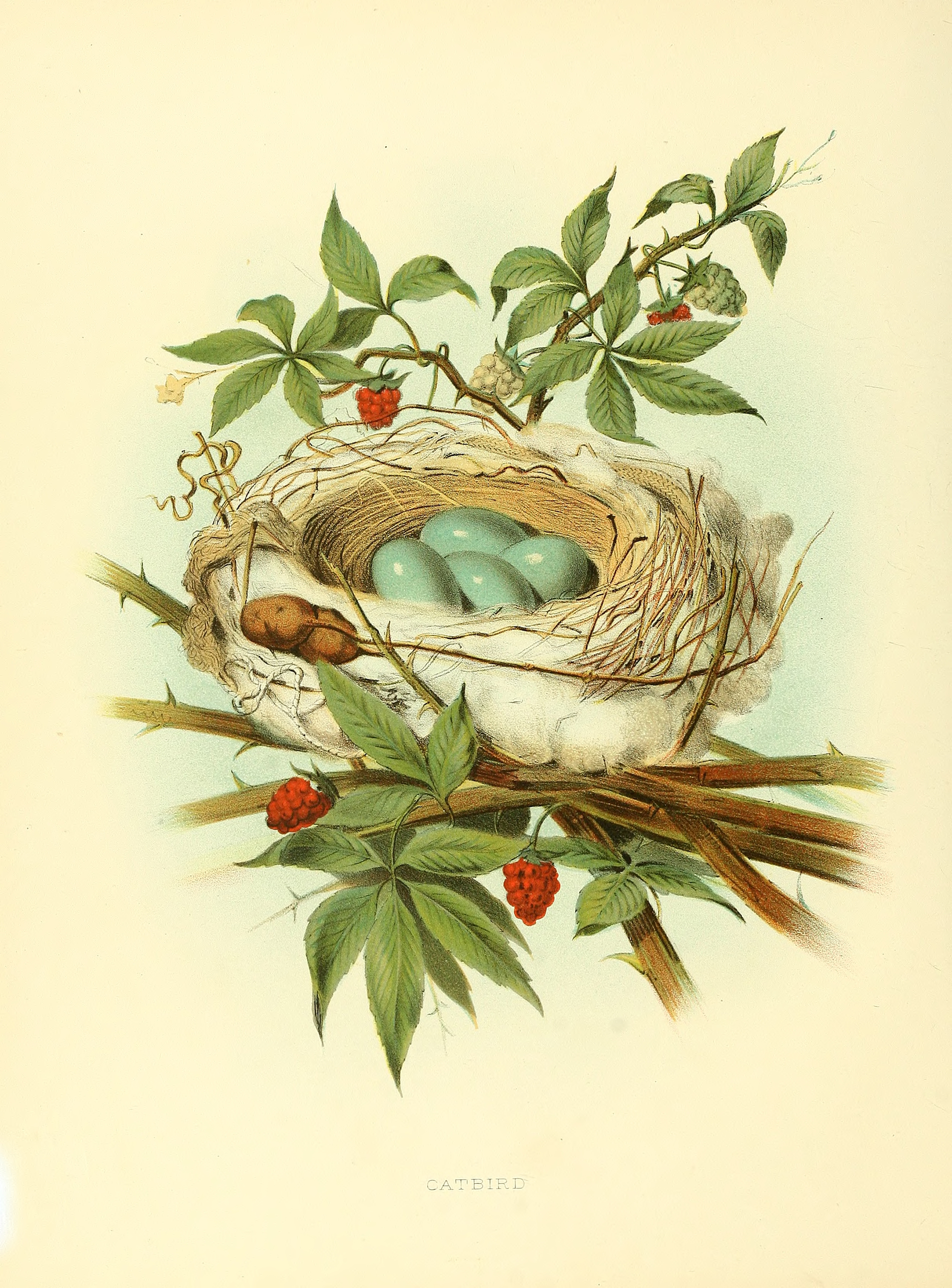 Bird Nest Illustration , HD Wallpaper & Backgrounds