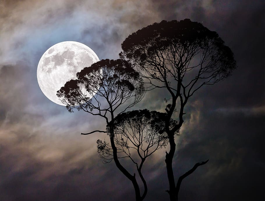 Moon, Tree, Dark, Moonlight, Night, Landscape, Nature, - Tree And Moon , HD Wallpaper & Backgrounds