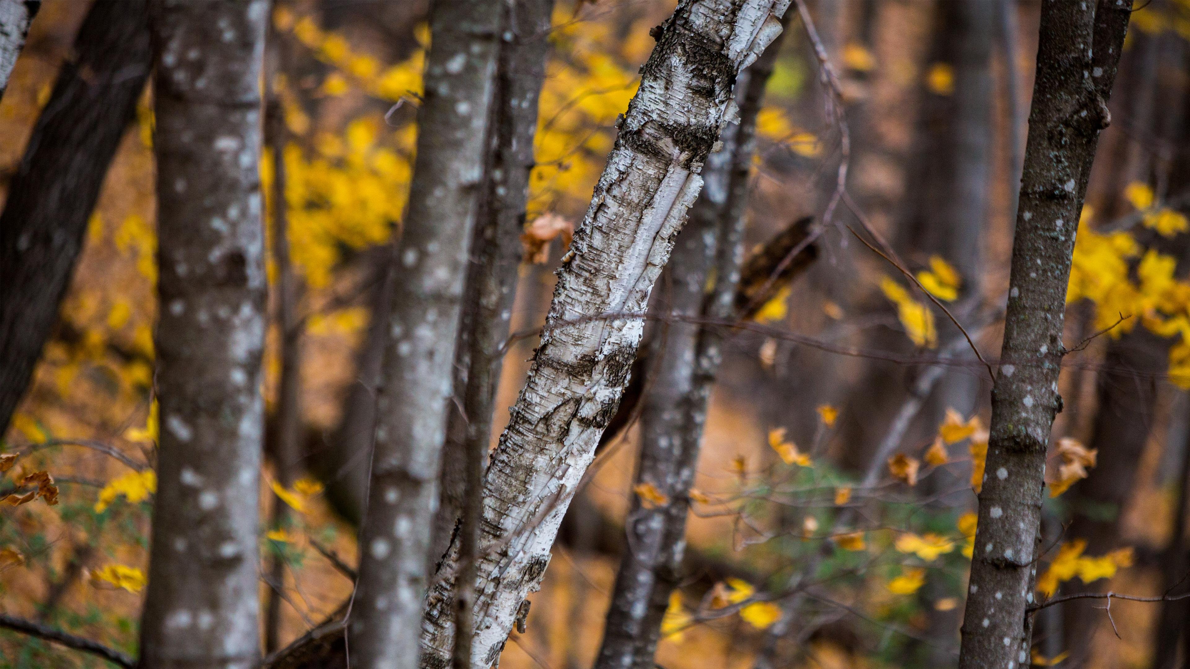 Autumn Birch Tree Wallpaper - Snapseed Full Hd Background , HD Wallpaper & Backgrounds