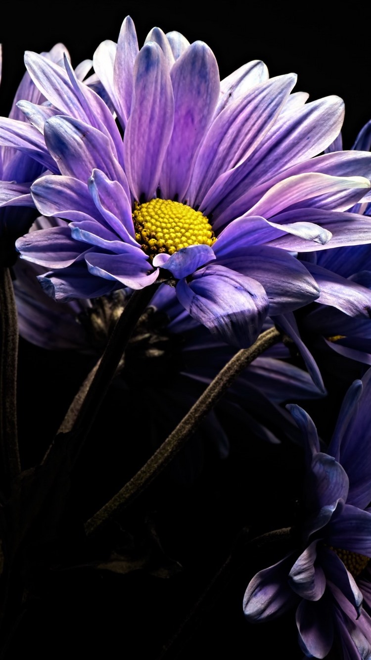 Iphone Wallpaper Purple Gerbera Flowers, Black Background - Purple Black Flower Wallpaper For Iphone , HD Wallpaper & Backgrounds