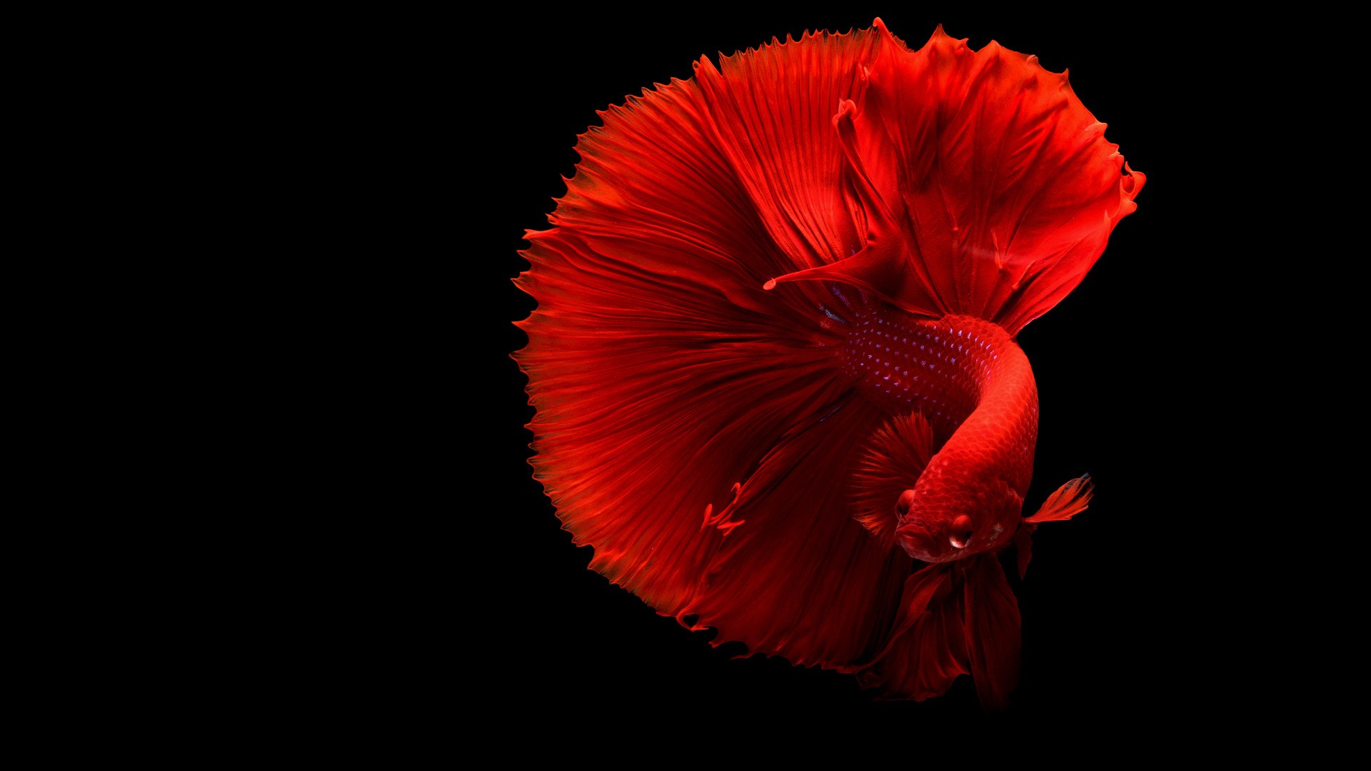 Siamese Fighting Fish 4k Laptop Full Hd 1080p Hd - Red Fish Wallpaper Hd , HD Wallpaper & Backgrounds