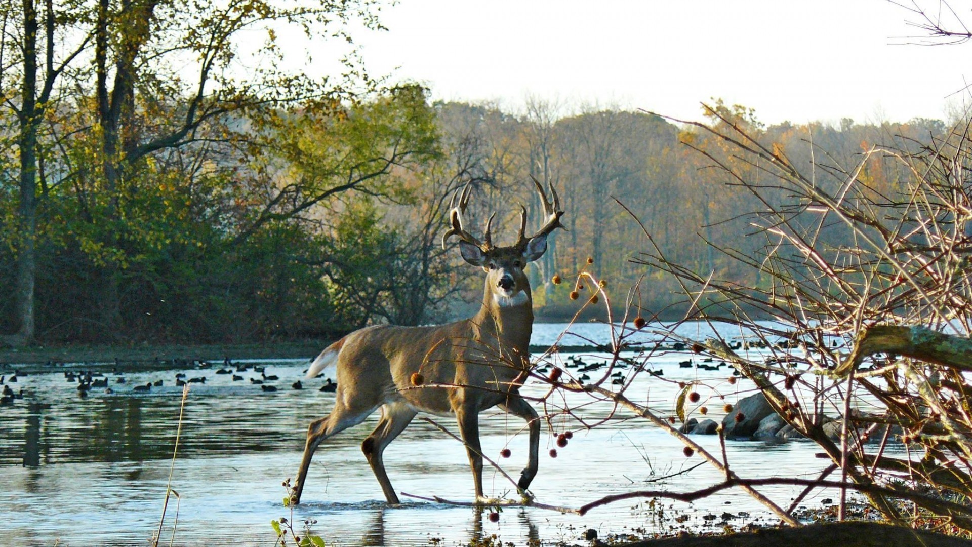 White-tailed Deer , HD Wallpaper & Backgrounds