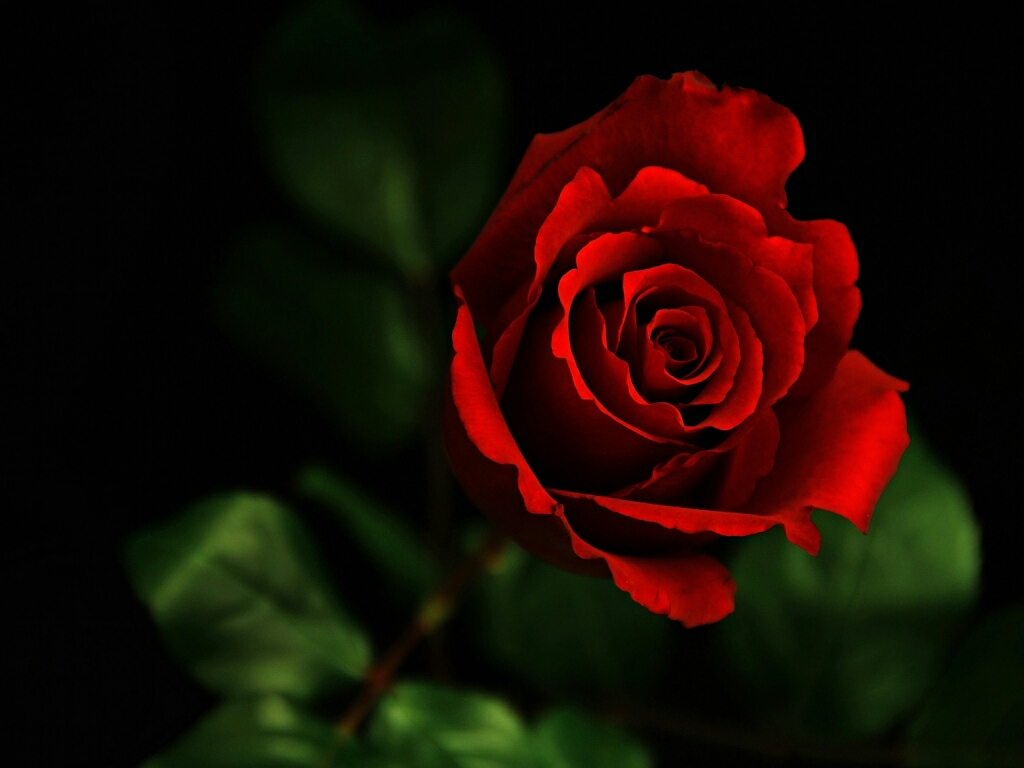 Red Rose Live Wallpaper Free Download - Red Flower Wallpaper Hd , HD Wallpaper & Backgrounds