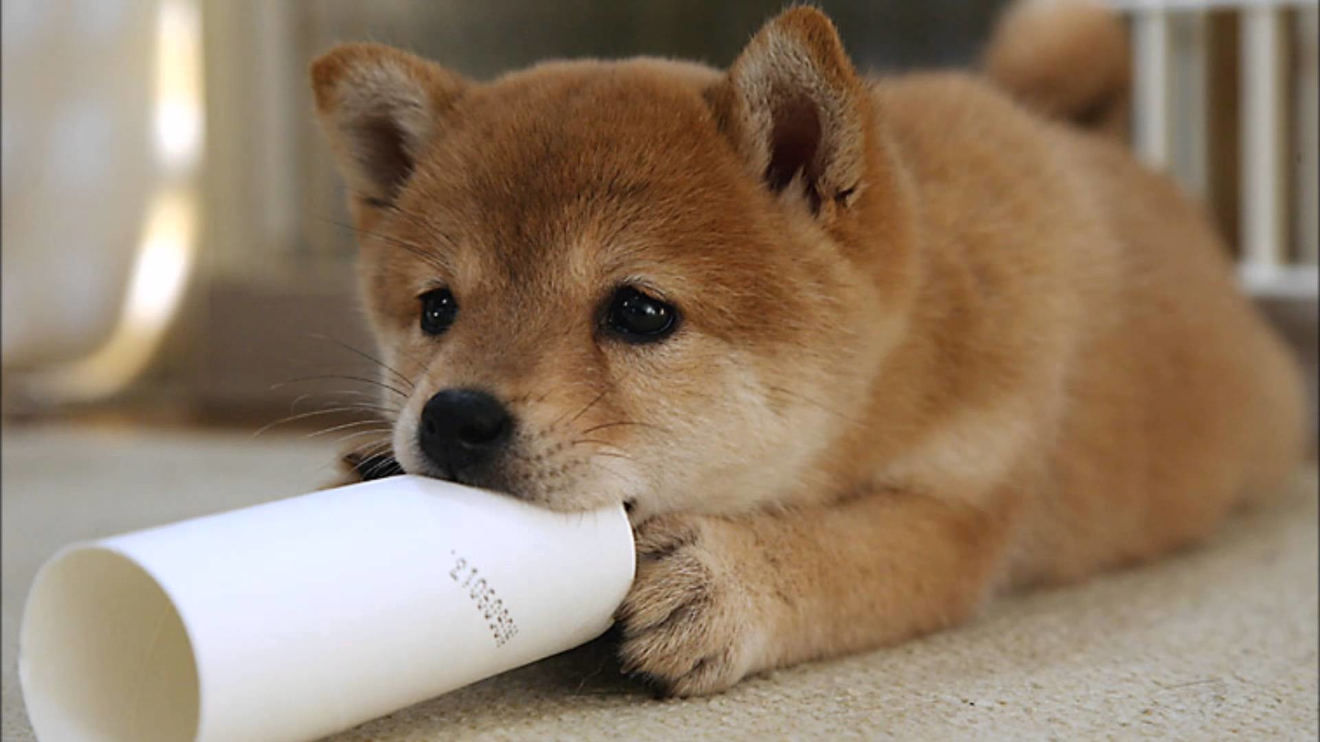 Wow Such Wallpaper - Shiba Inu Puppy Background , HD Wallpaper & Backgrounds
