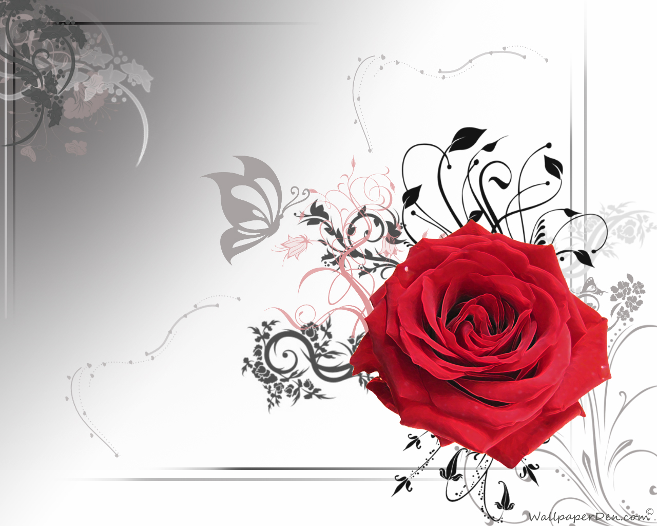 3d Red Rose Live Wallpaper - Hd Red Rose Wallpaper With White Background , HD Wallpaper & Backgrounds