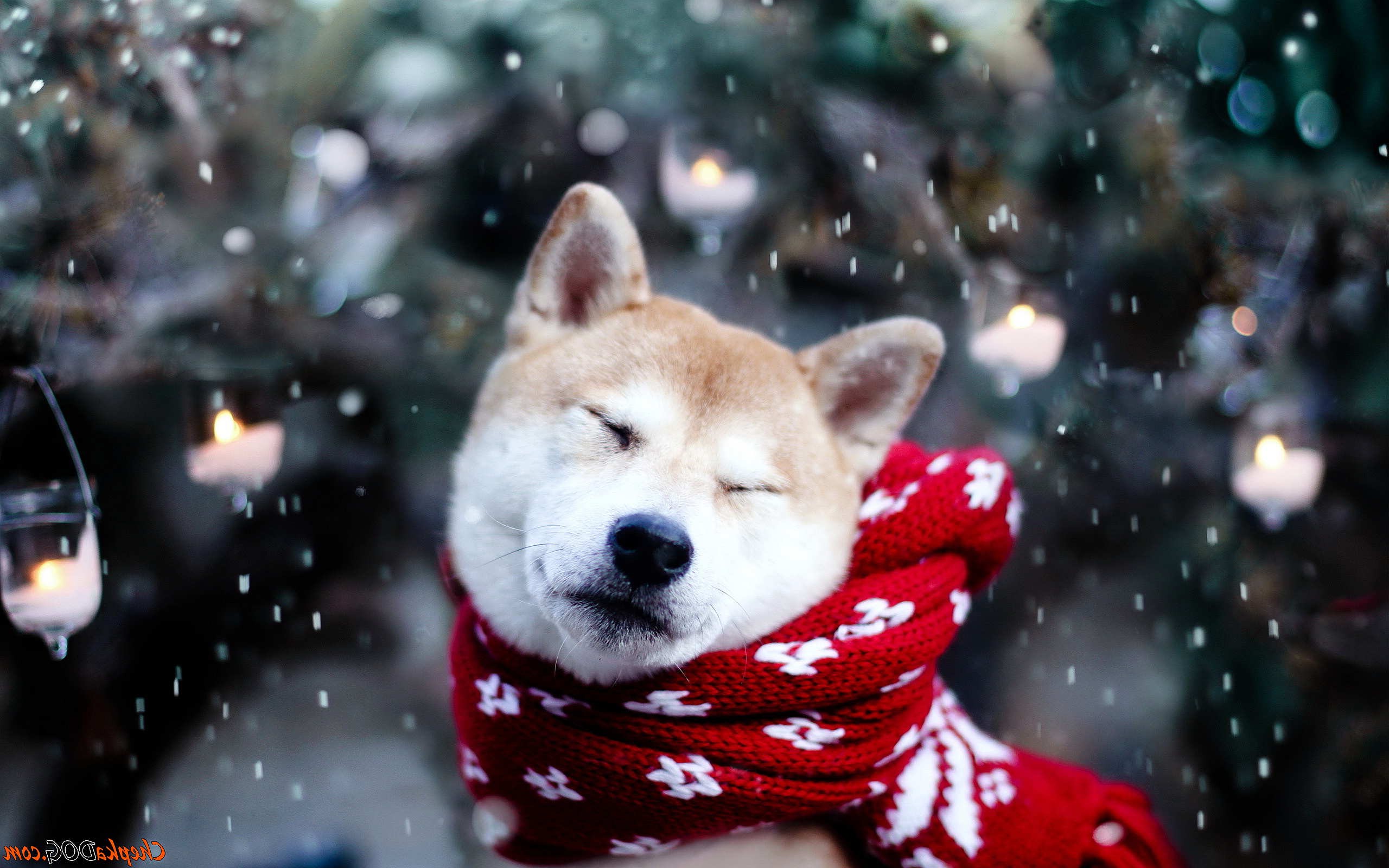 Shiba Inu Wallpapers - Shiba Inu Hd , HD Wallpaper & Backgrounds