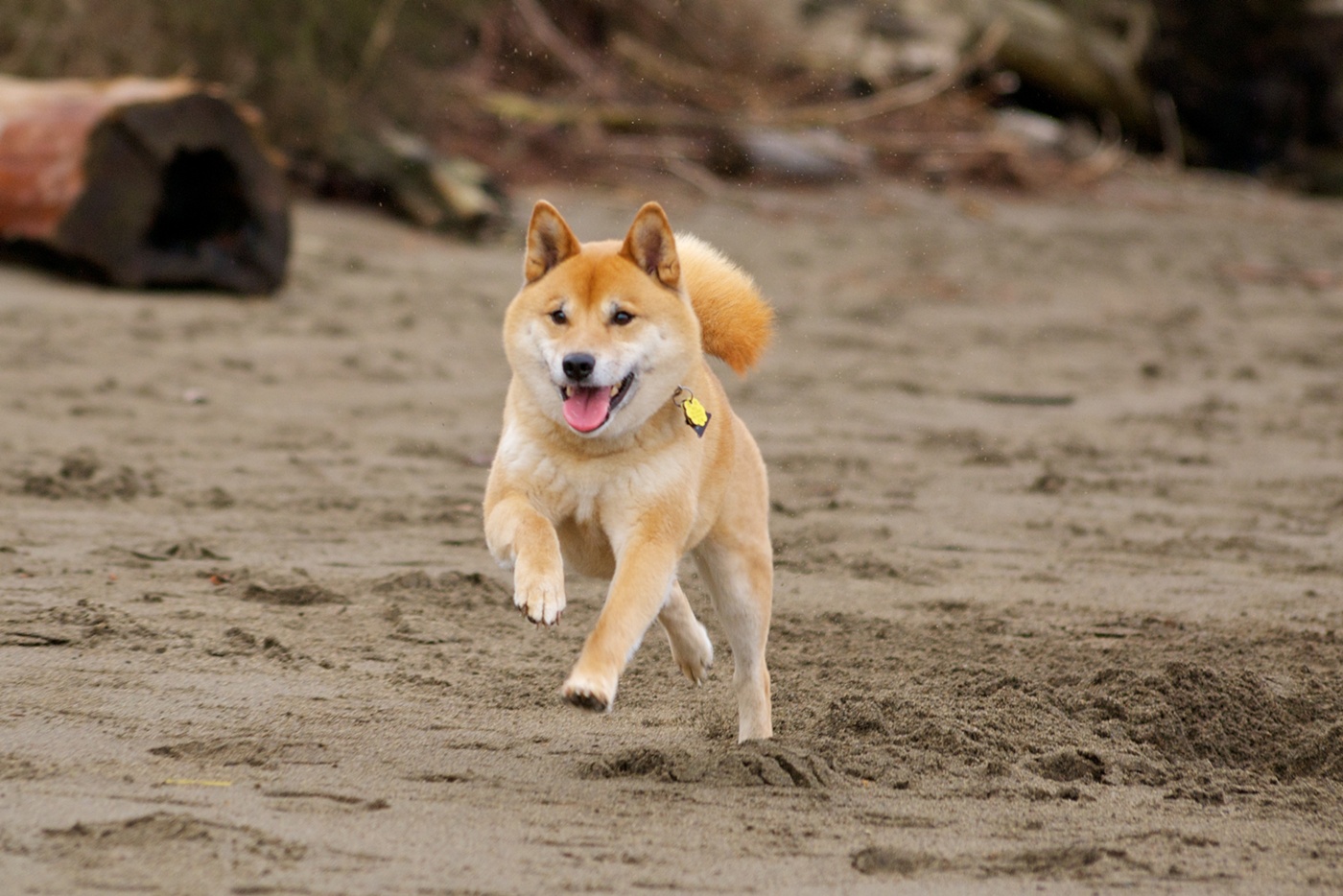 Running Shiba Inu Dog Photo - Shiba Running , HD Wallpaper & Backgrounds