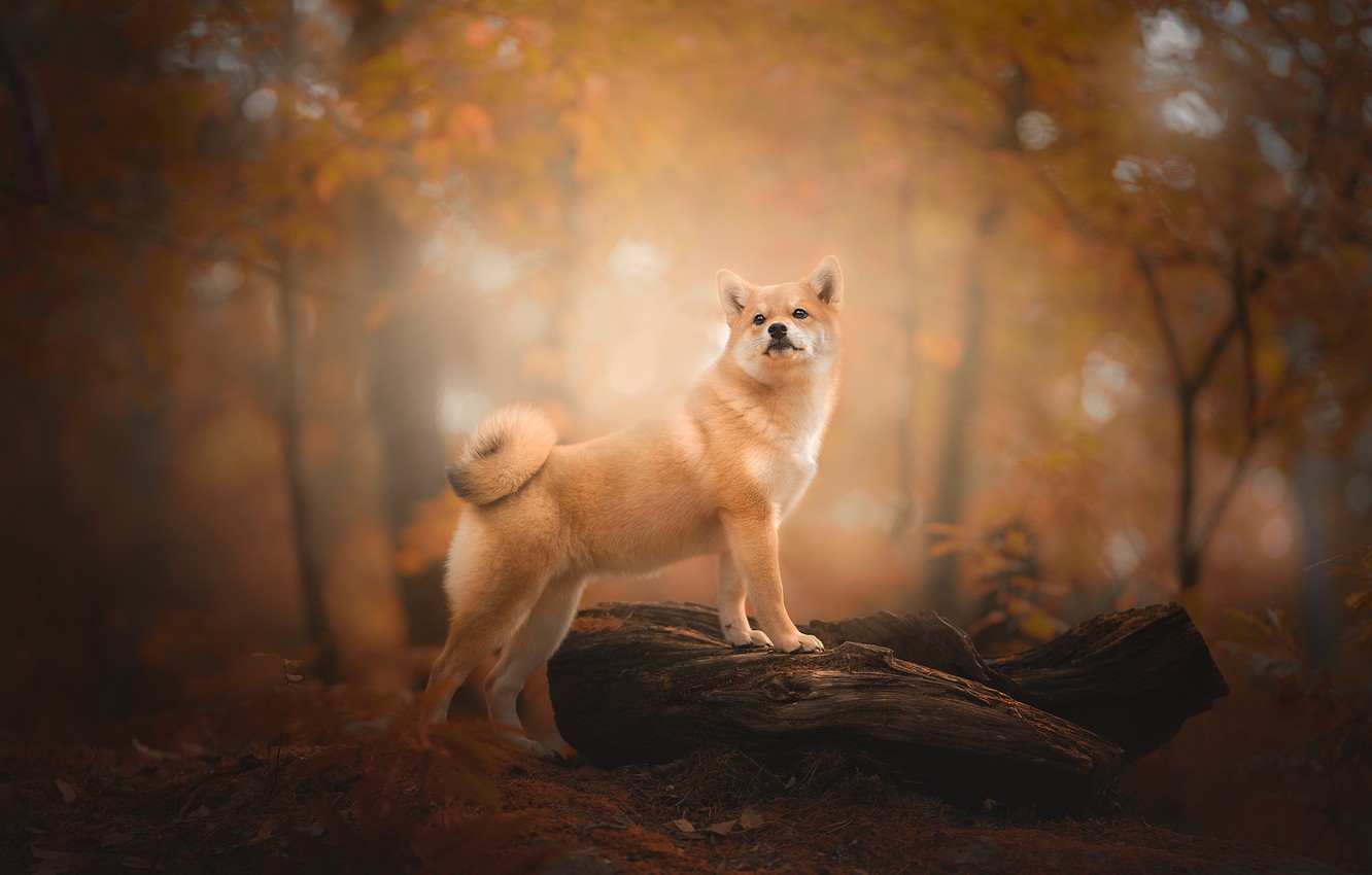 Photo Wallpaper Autumn, Forest, Dog, Snag, Bokeh, Shiba - Shiba Inu , HD Wallpaper & Backgrounds