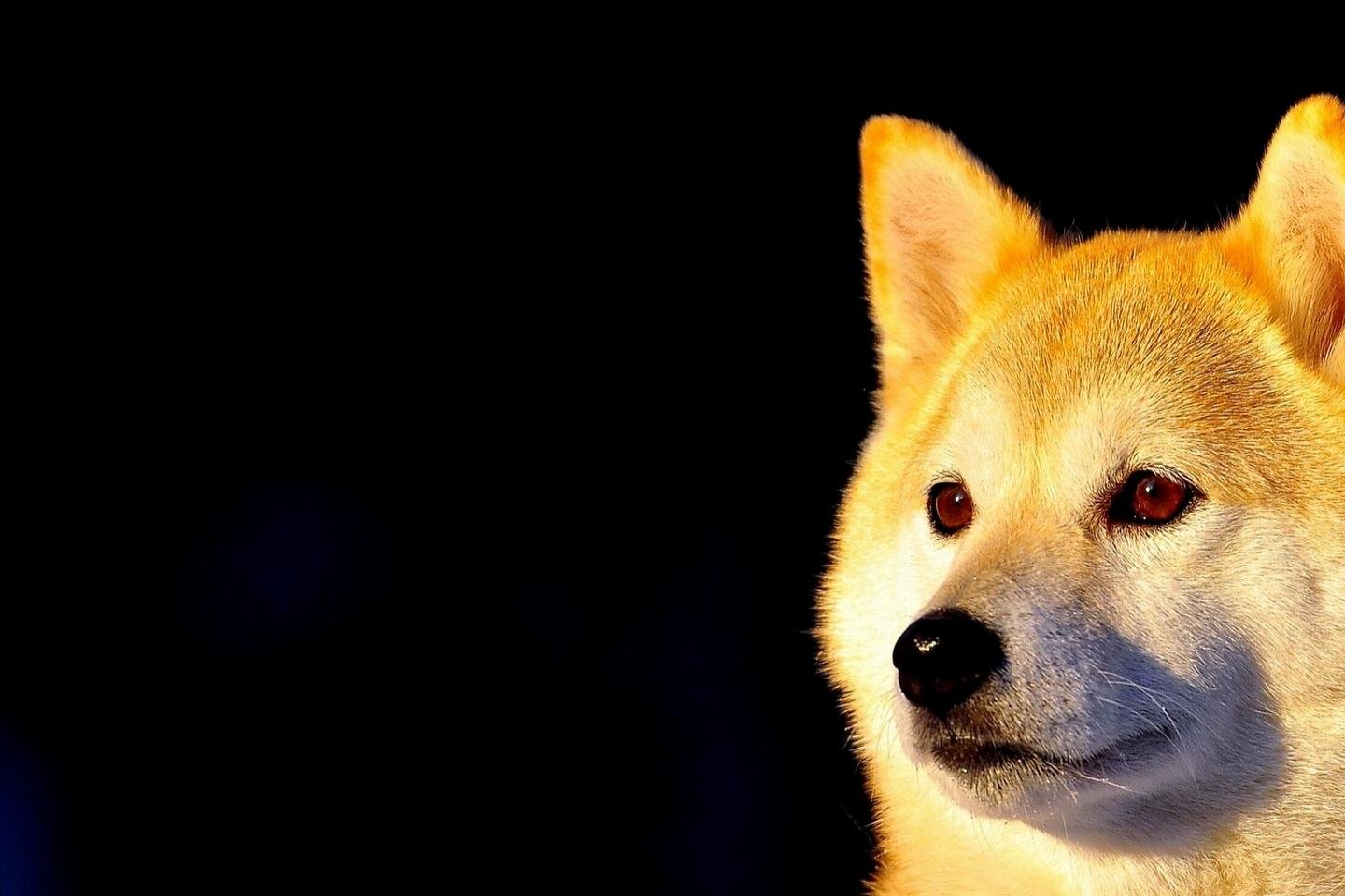 Download Hd Shiba Inu Pc Wallpaper Id - 1080 X 1080 Shiba Inu , HD Wallpaper & Backgrounds