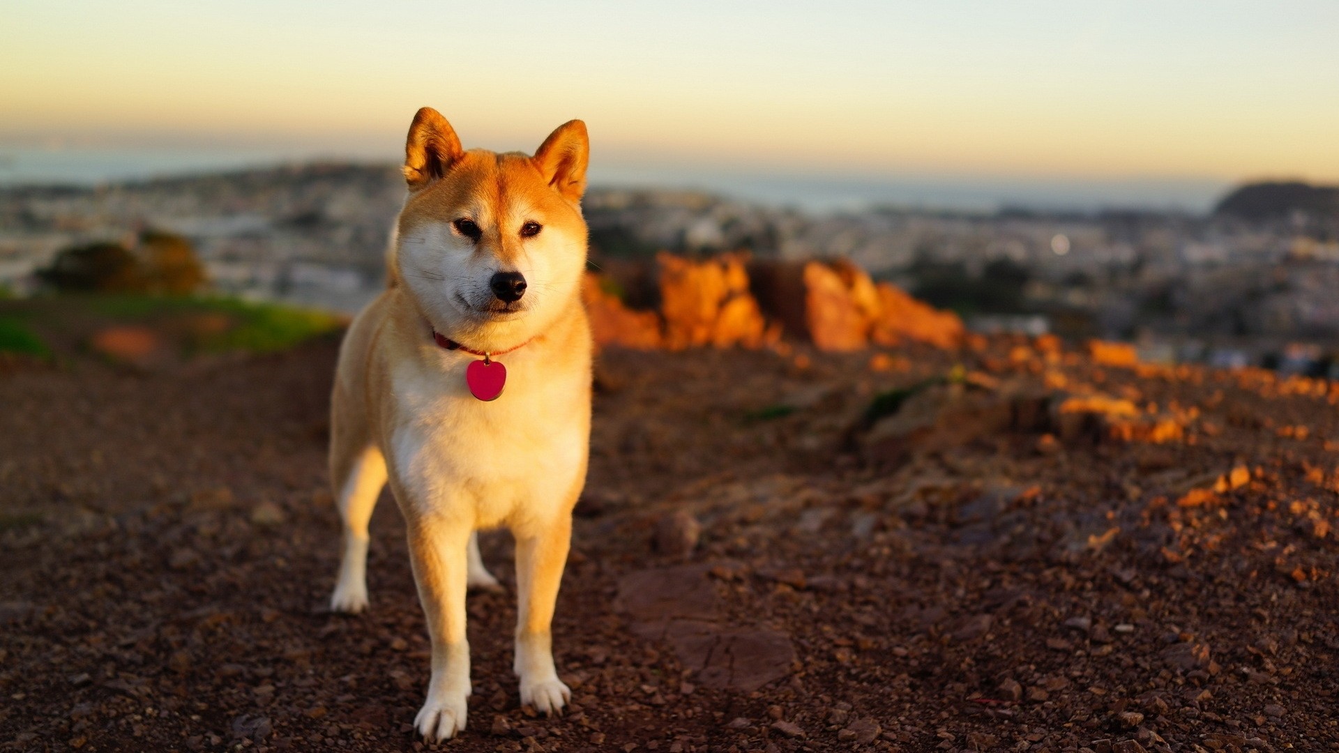 Featured image of post Shiba Inu Wallpaper Anime - Share the best gifs now &gt;&gt;&gt;.